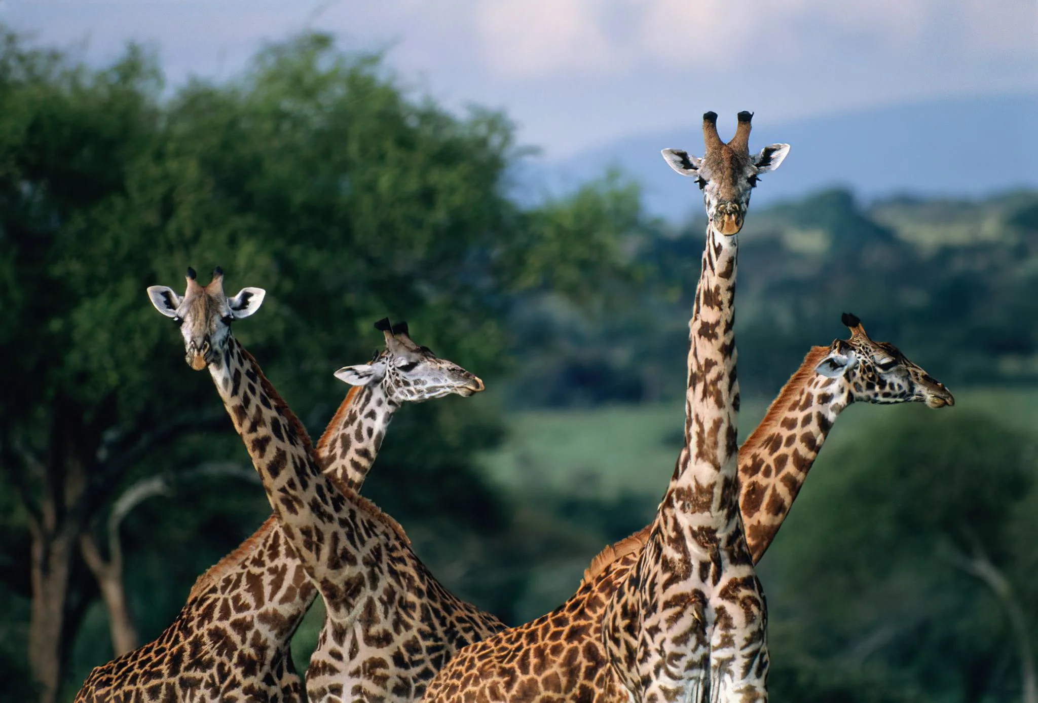 Saadani National Park – photo 18
