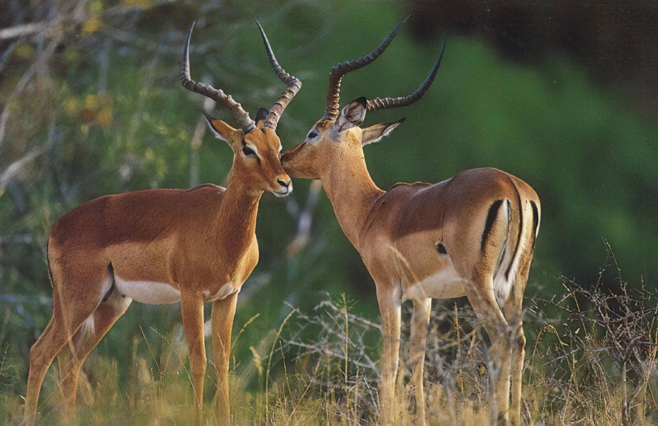 Burigi-Chato National Park – photo 16