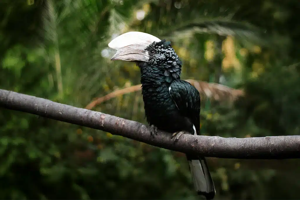 Udzungwa Mountains National Park
