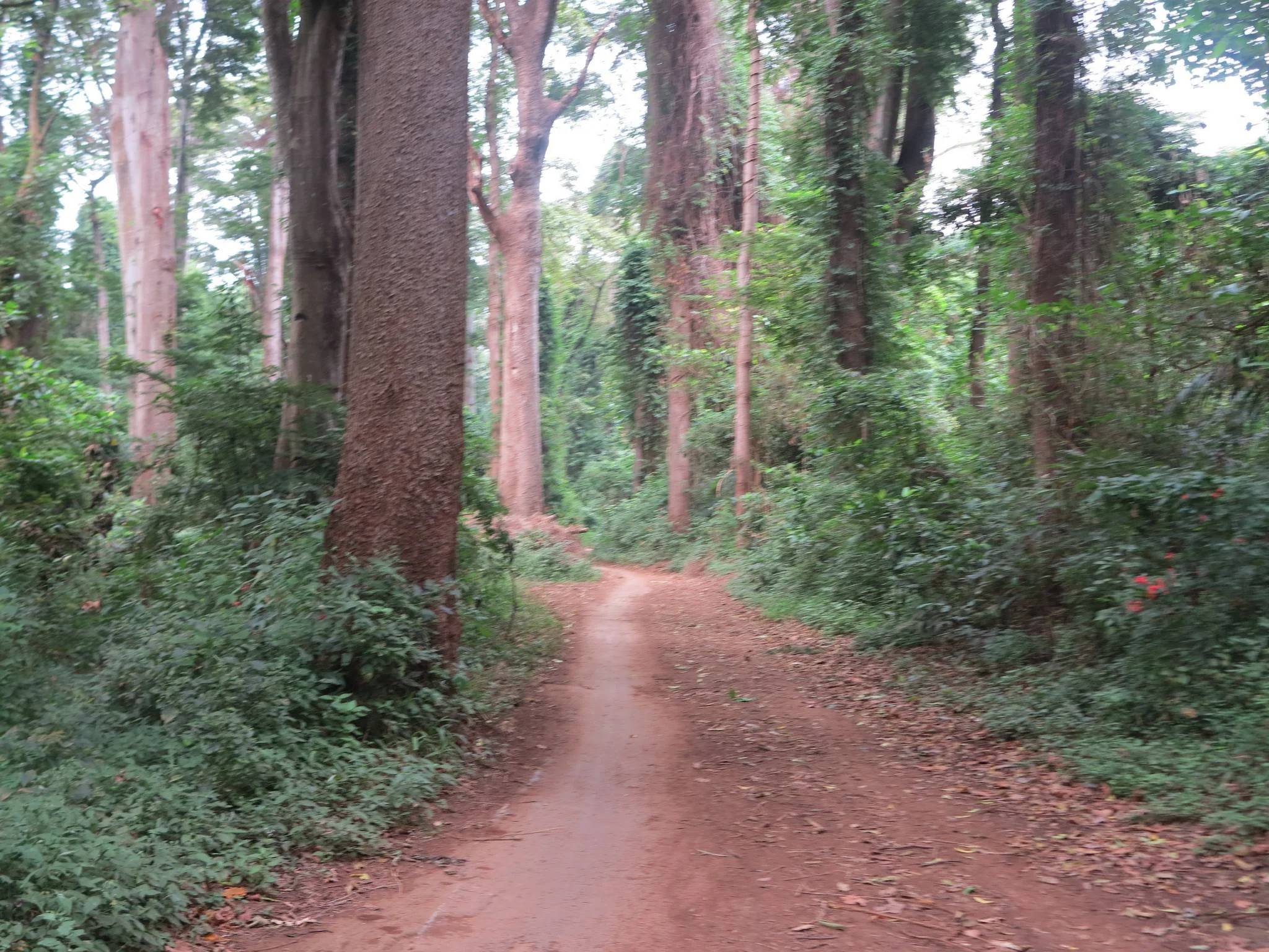 Rau Nature Forest Reserve – photo 13
