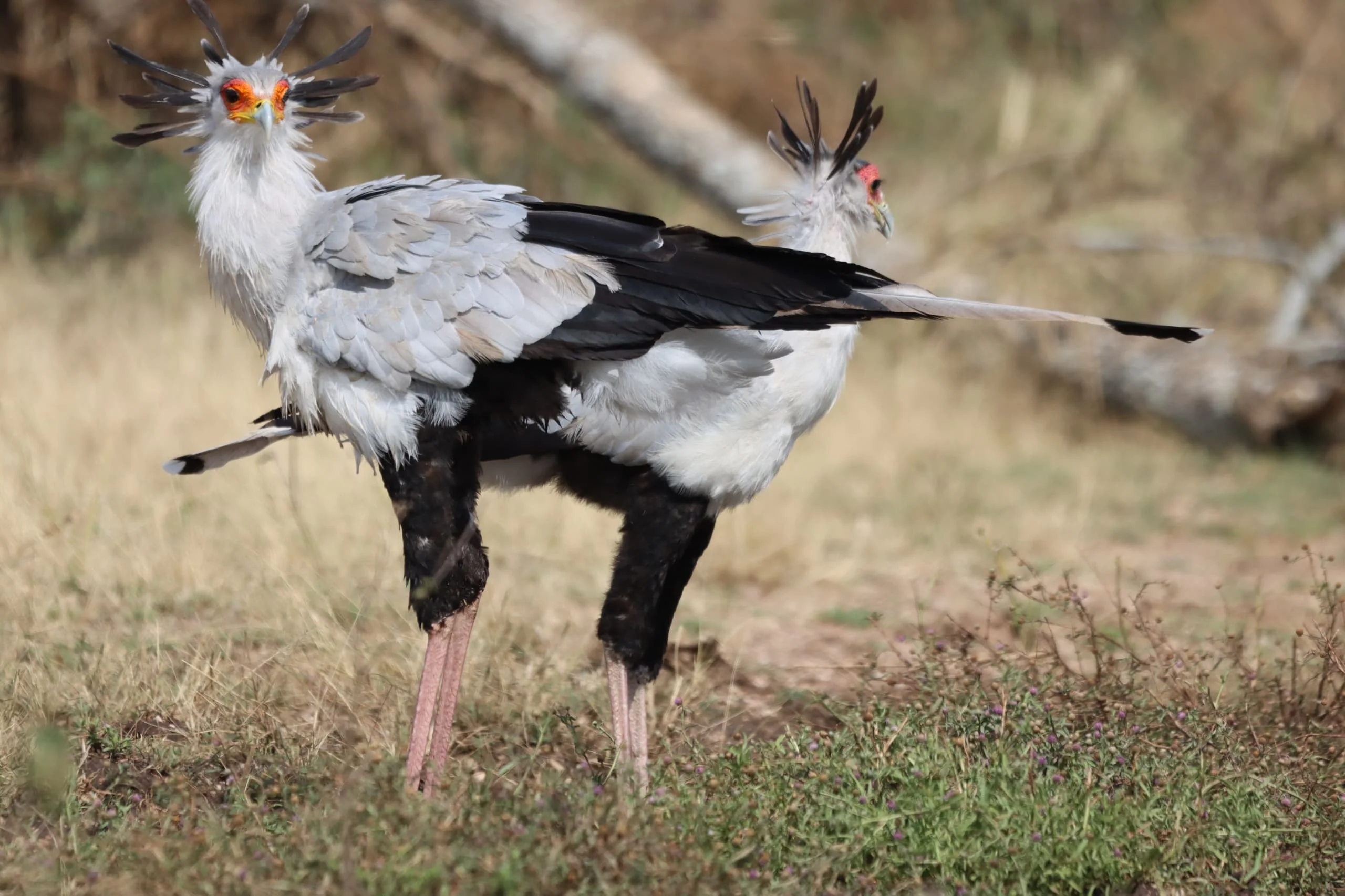 Central Serengeti