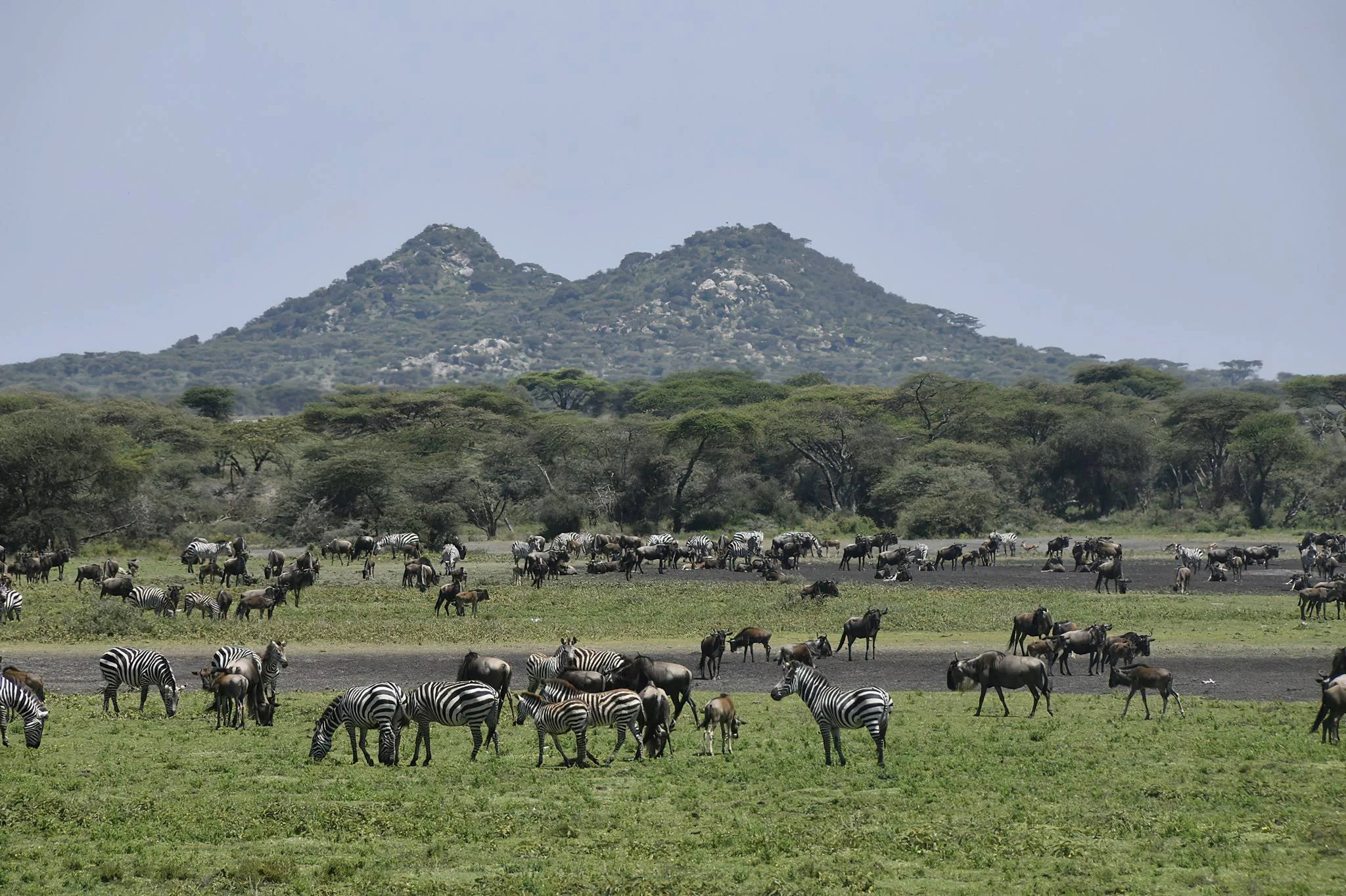 Ndutu Plains – photo 19