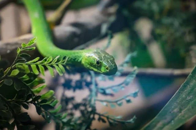 Arusha Snake Park – photo 9