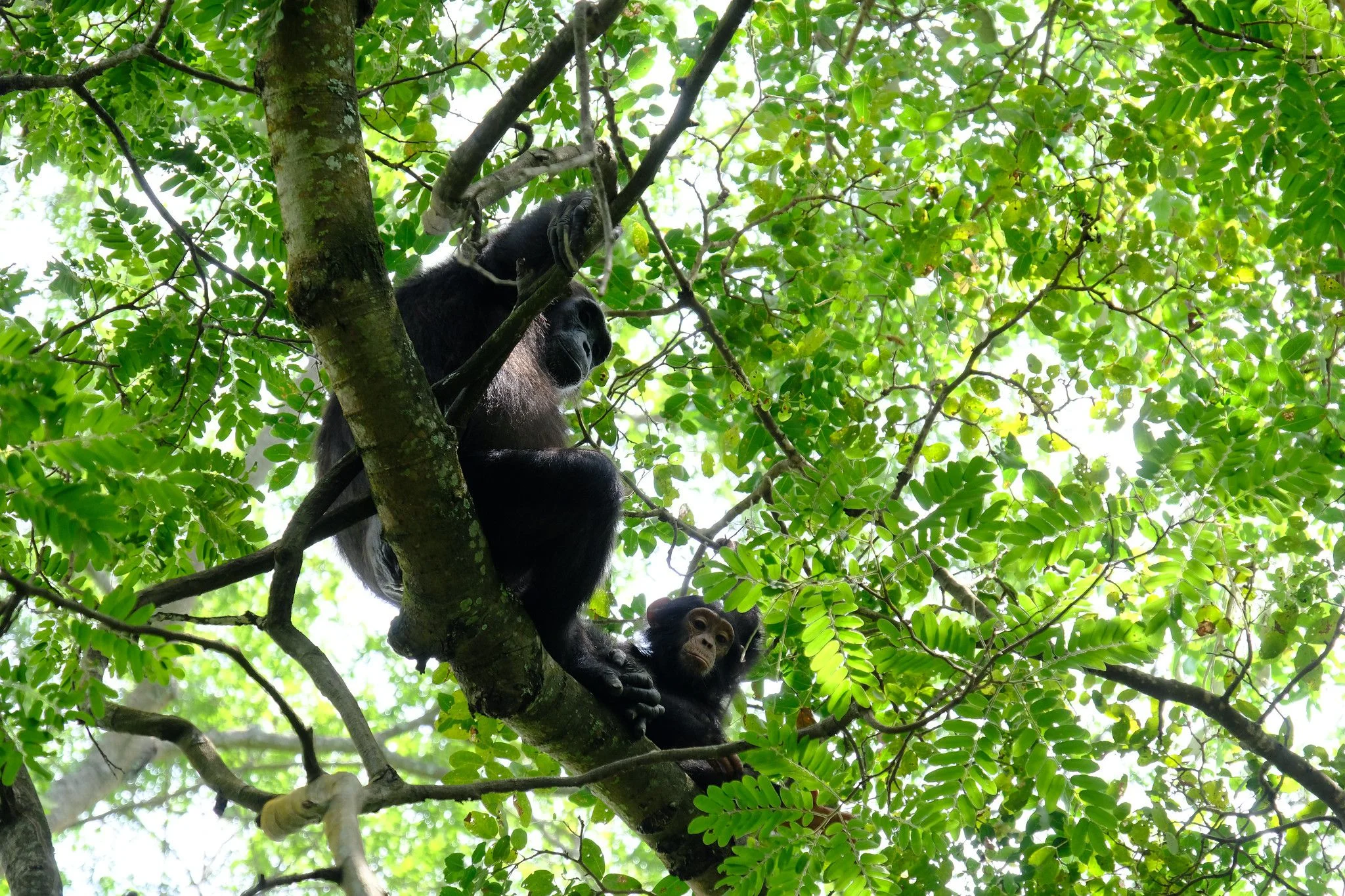Mahale Mountains National Park – photo 20