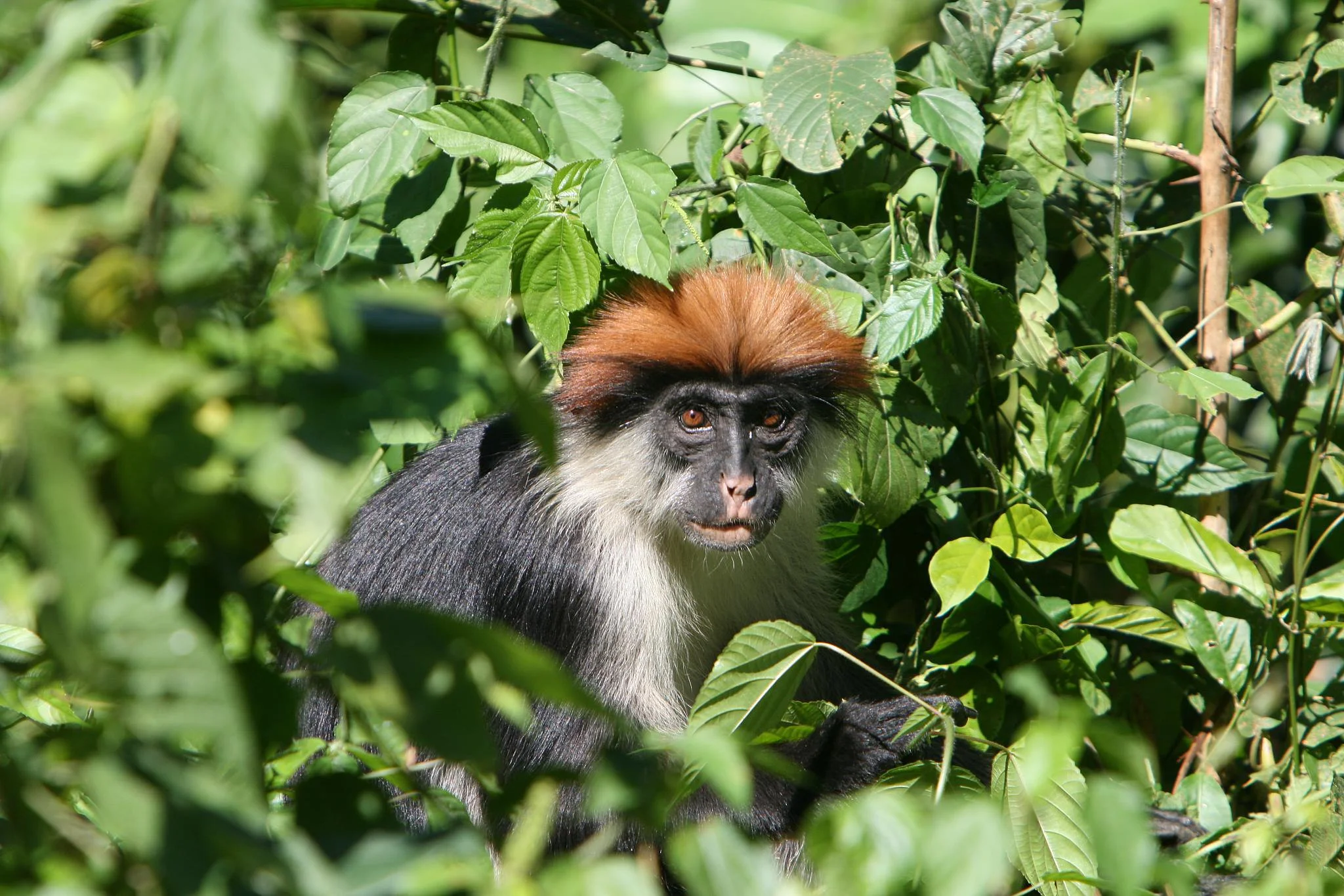 Udzungwa Mountains National Park – photo 9