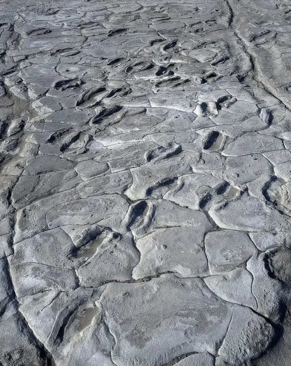 Wide view of a fossilized hominid footprint field preserved in gray volcanic sediment at Engaresero, Tanzania.