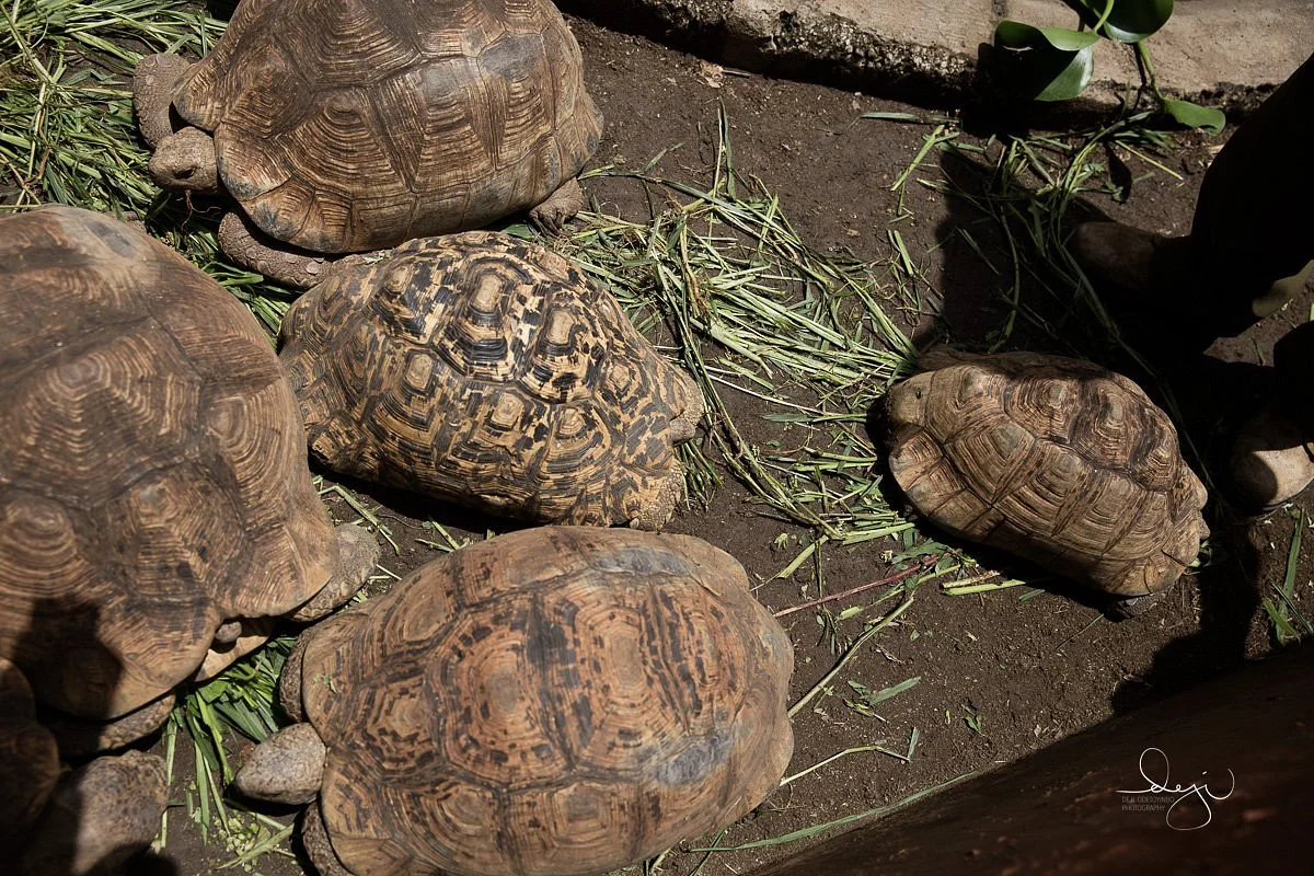 Arusha Snake Park – photo 28