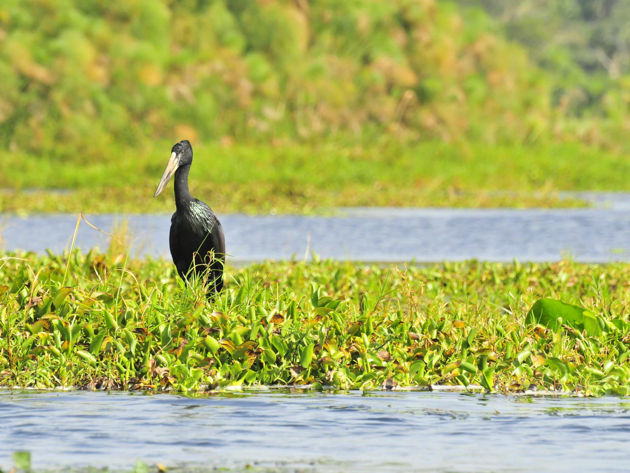 Rubondo Island National Park – photo 12