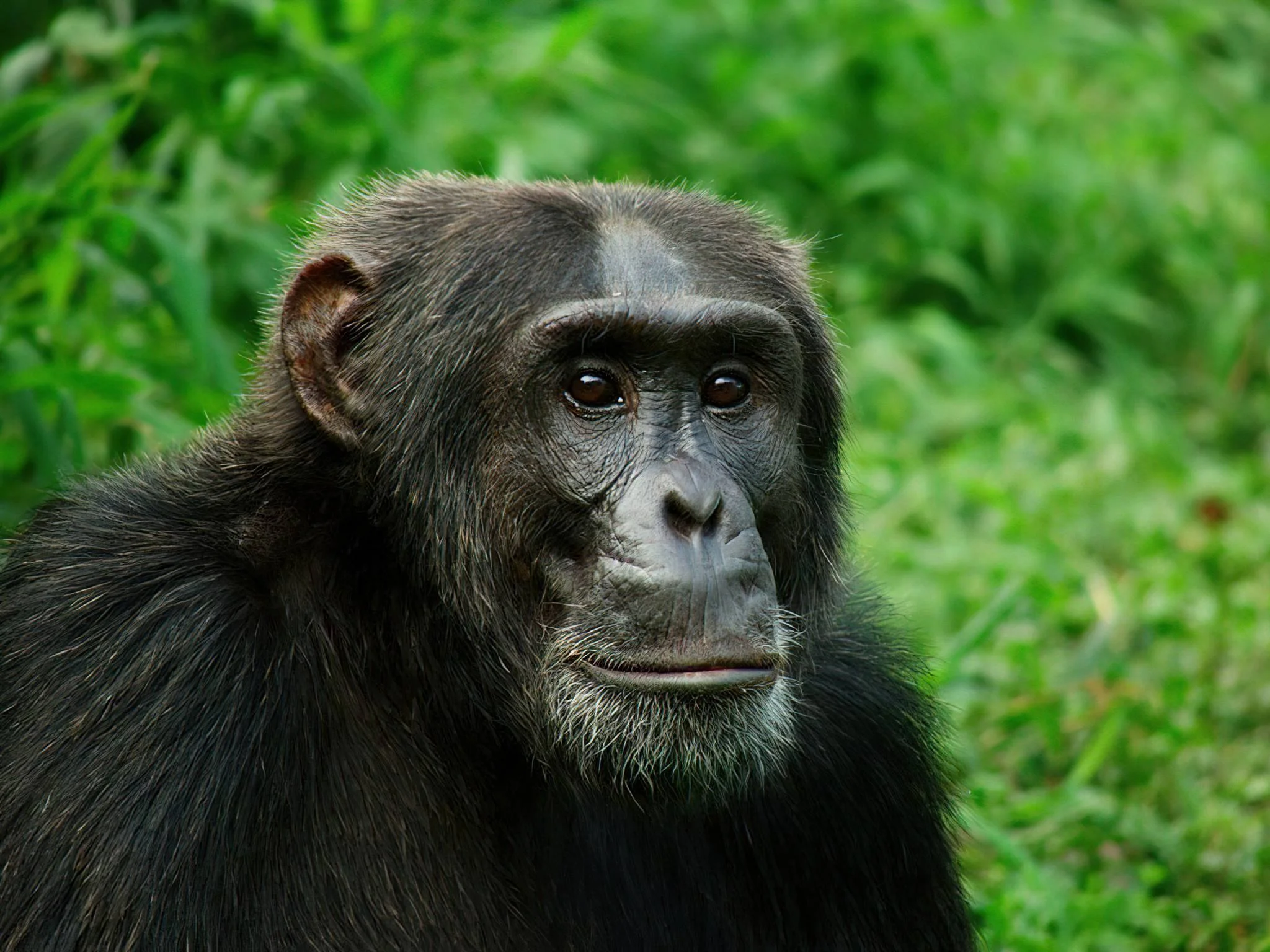 Rubondo Island National Park – photo 11