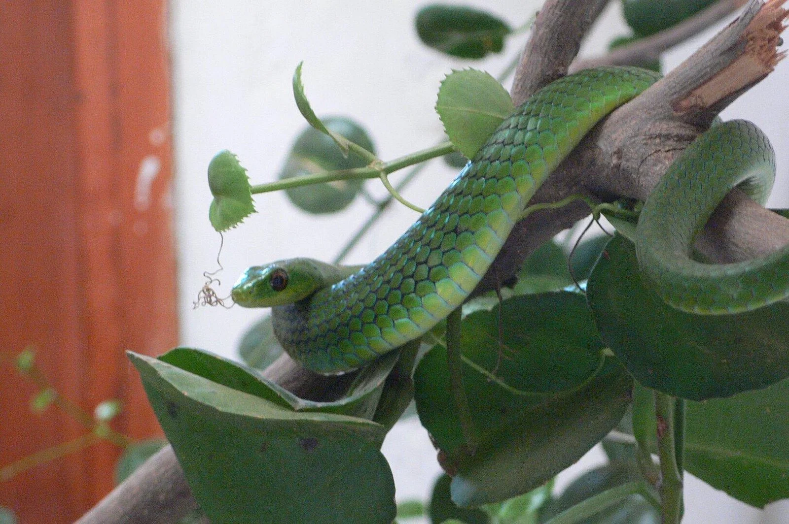 Arusha Snake Park – photo 23