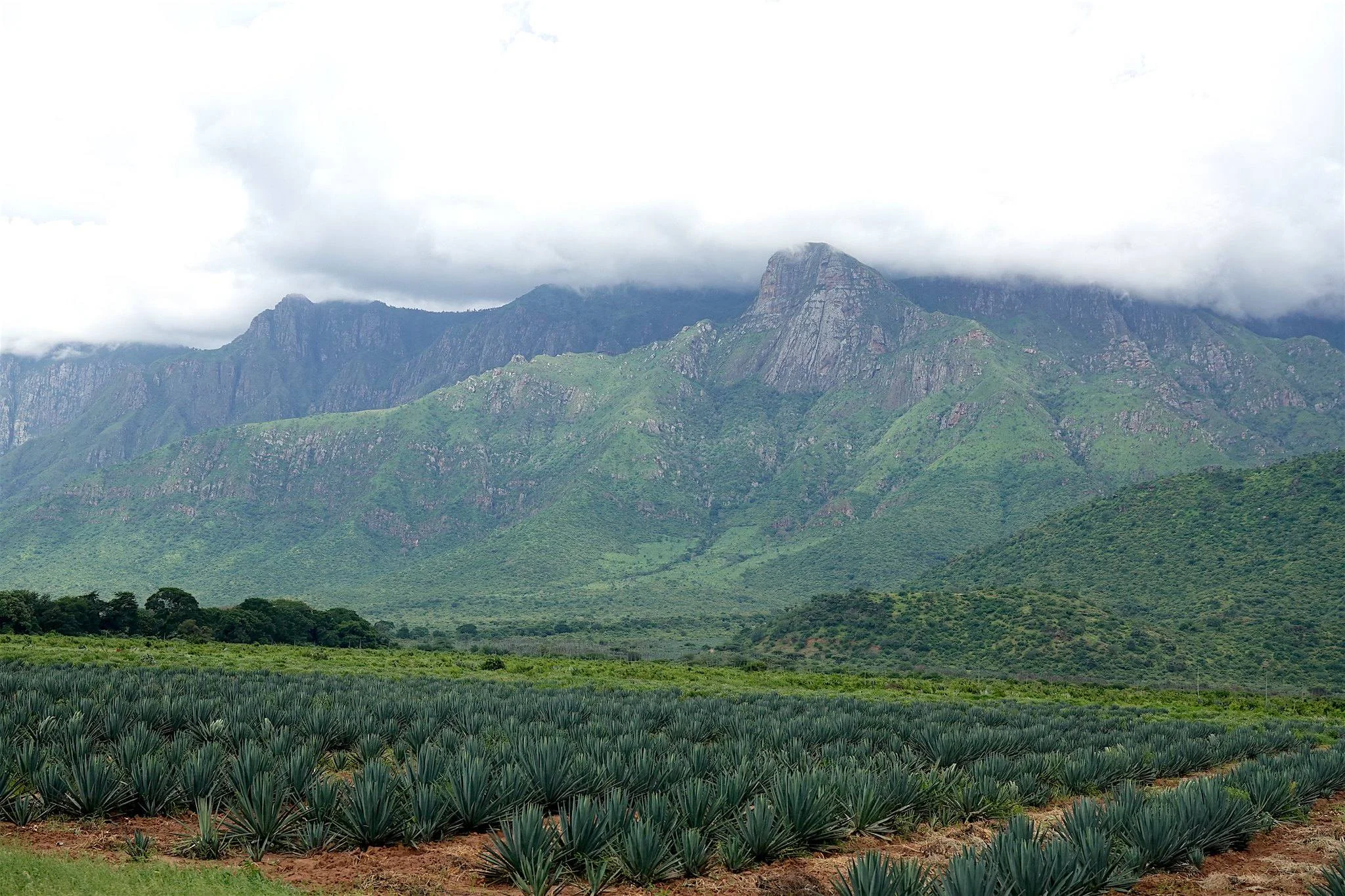 Usambara Mountains – photo 40