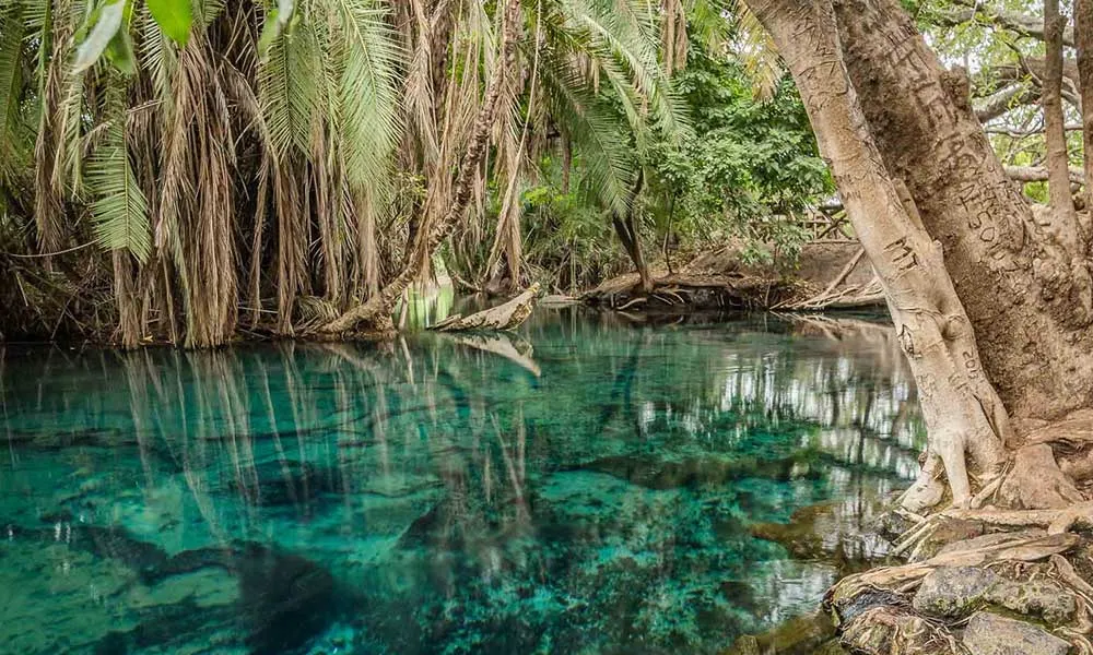 Calm, transparent water revealing underwater rocks surrounded by large forest tree roots.