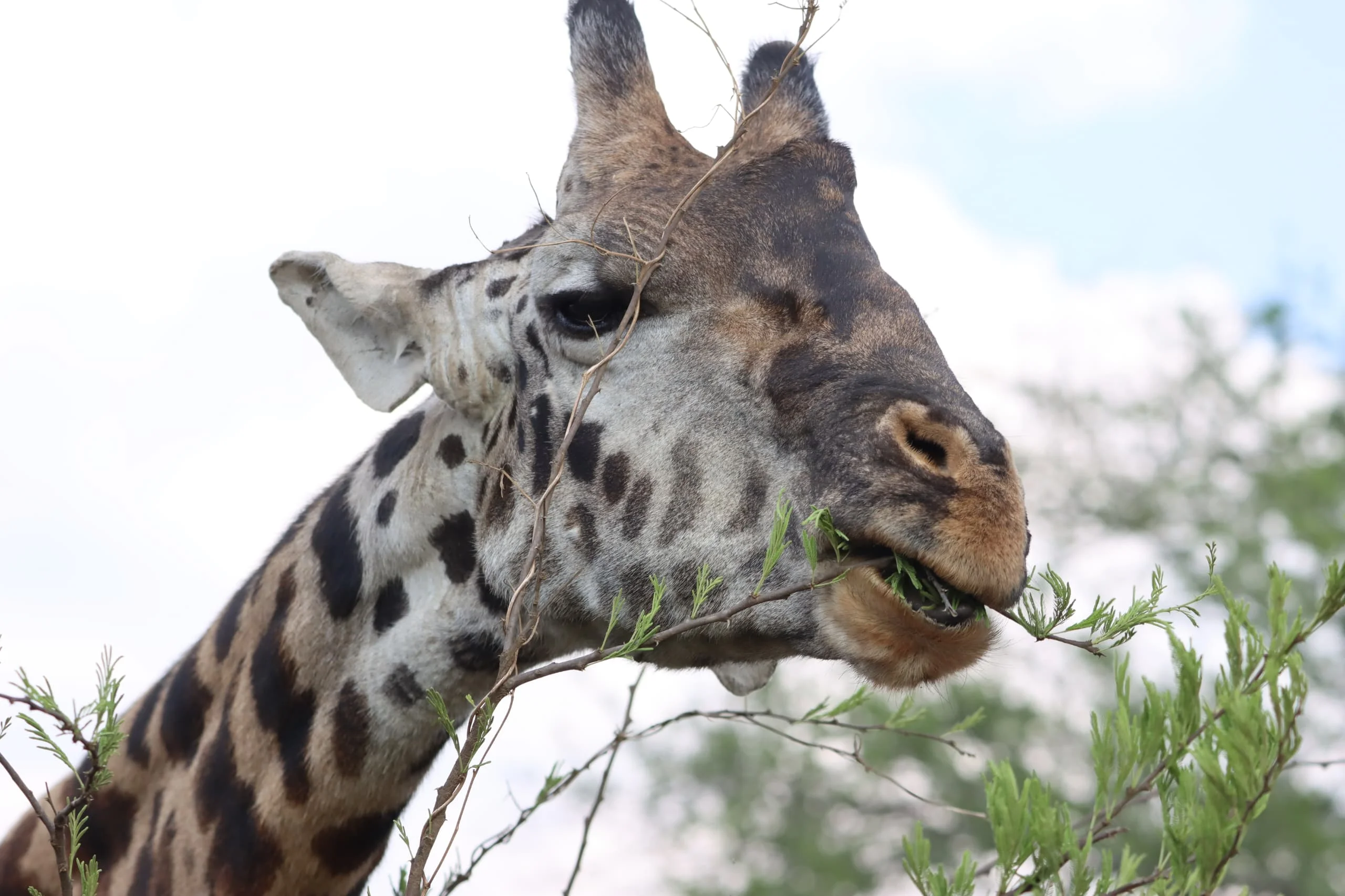 Serengeti National Park