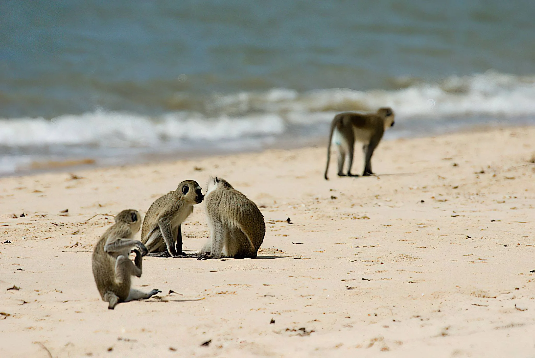 Saadani National Park – photo 21