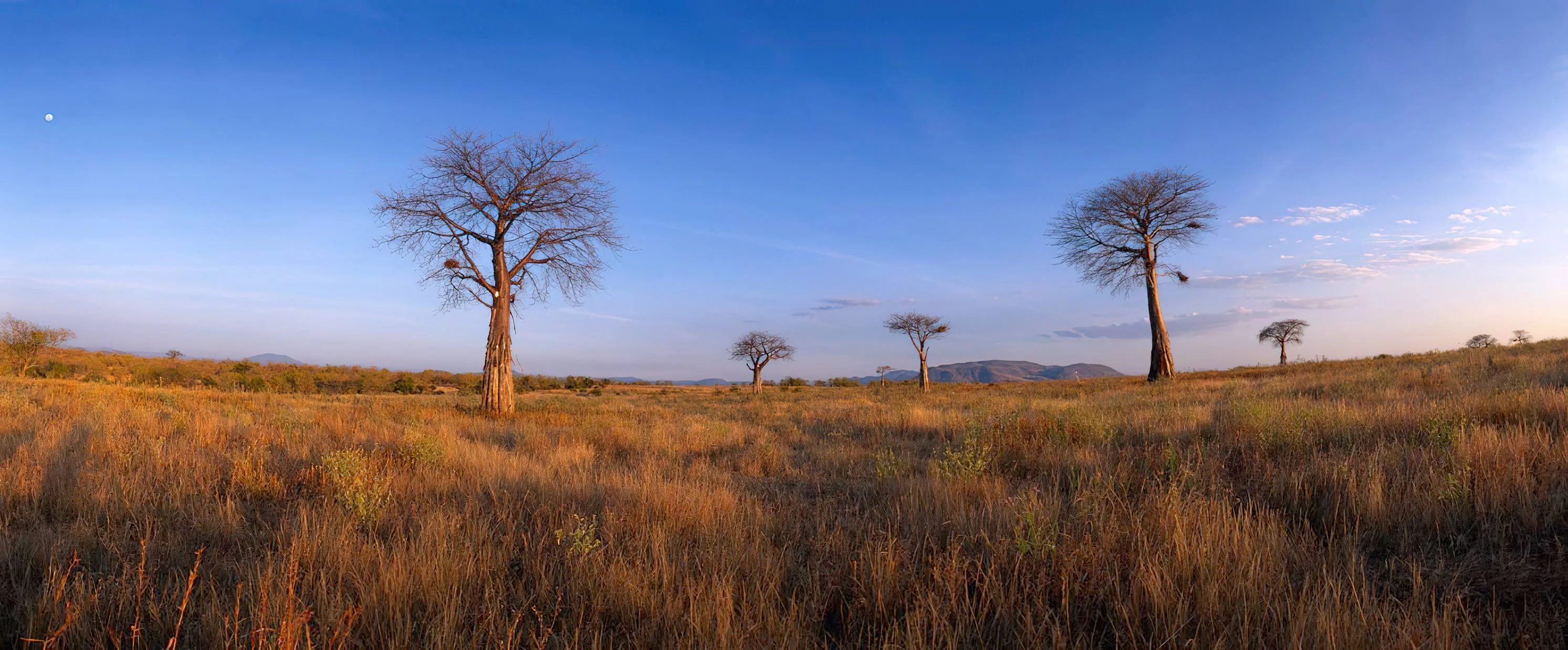 Panoramic view of ancient baobab trees scattered across savanna grass under a clear blue sky.