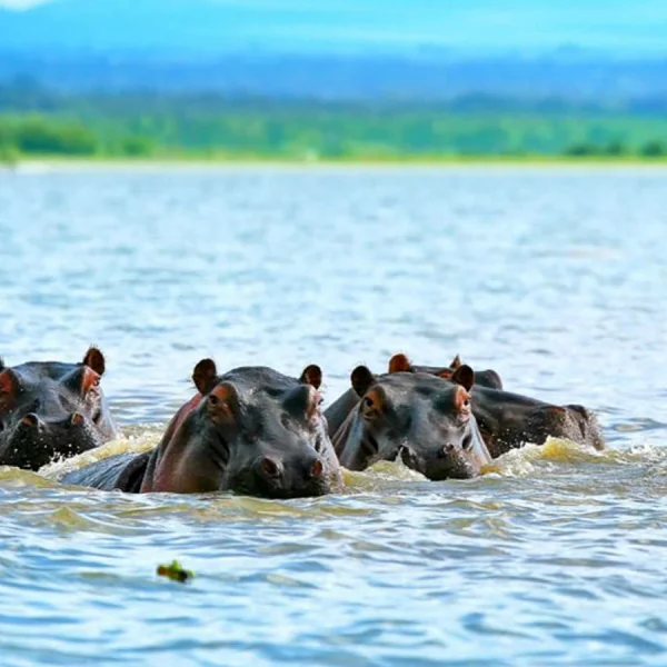 Saadani National Park – photo 9