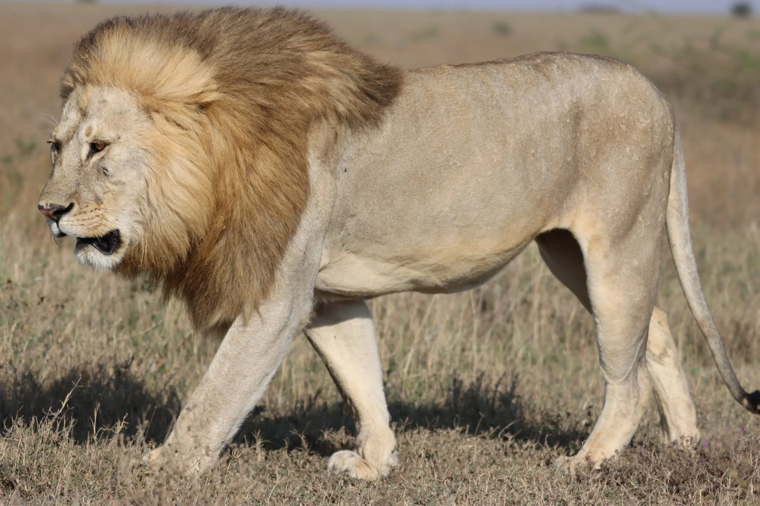 Central Serengeti
