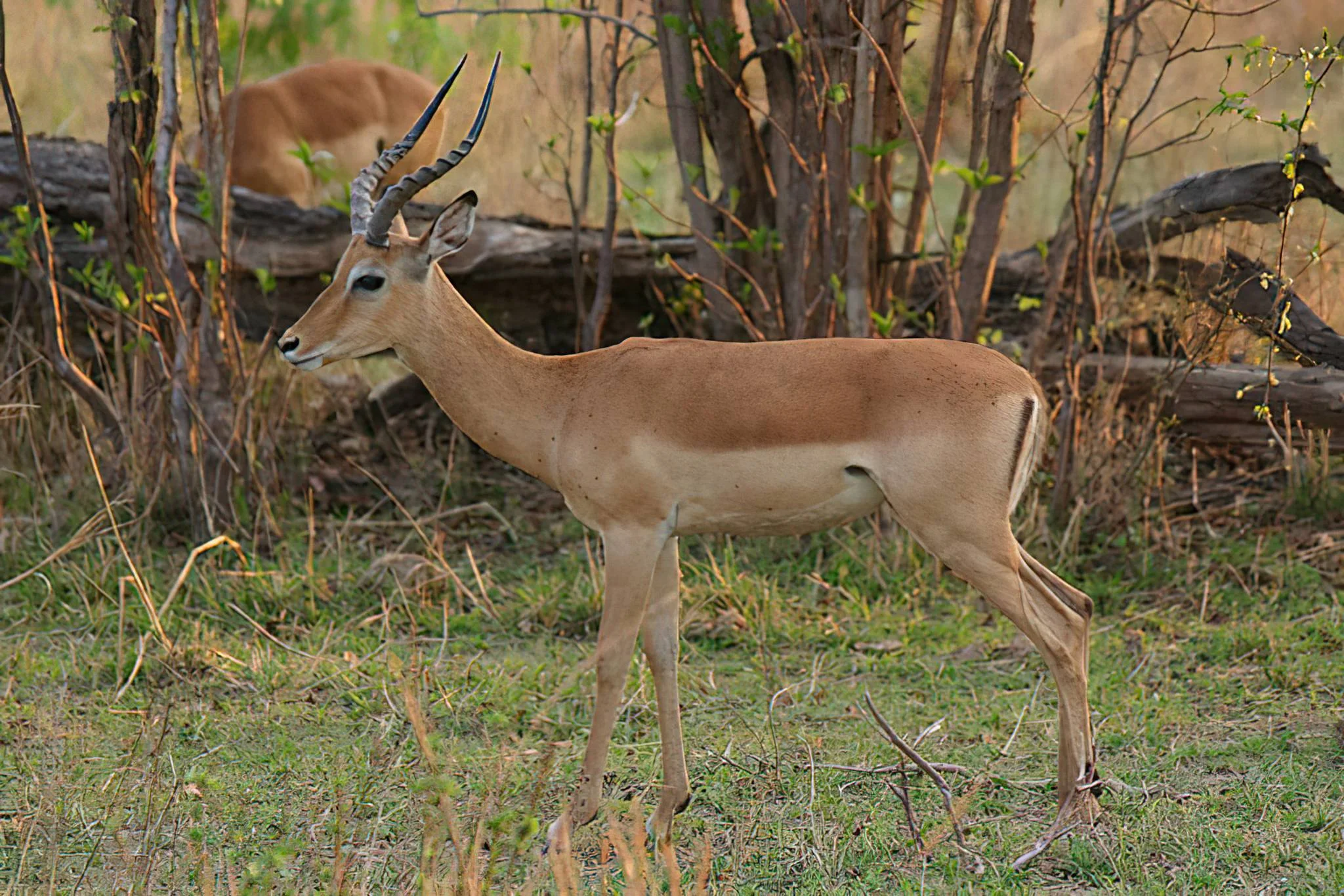 Ibanda-Kyerwa National Park – photo 12