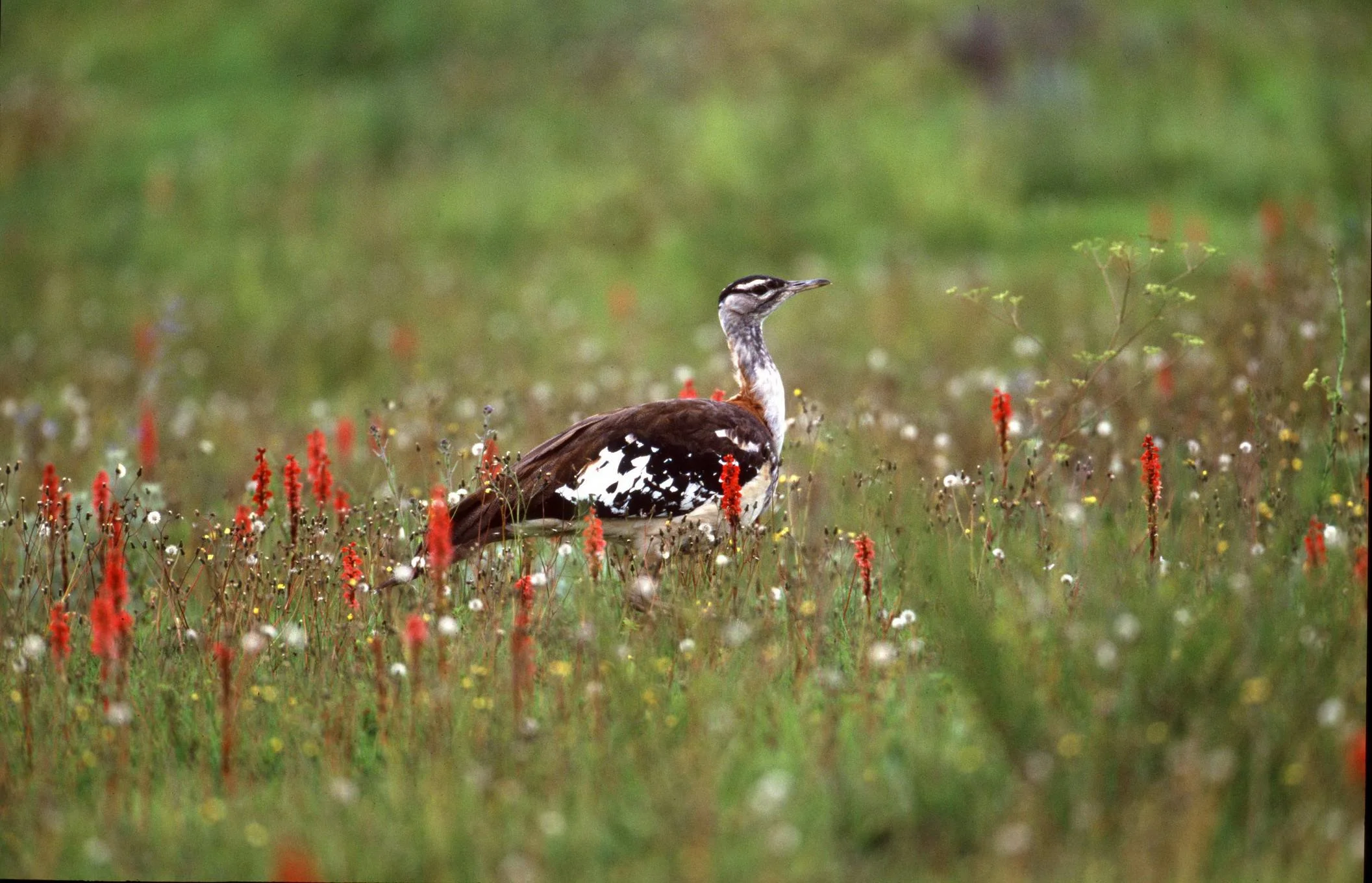Kitulo National Park – photo 13