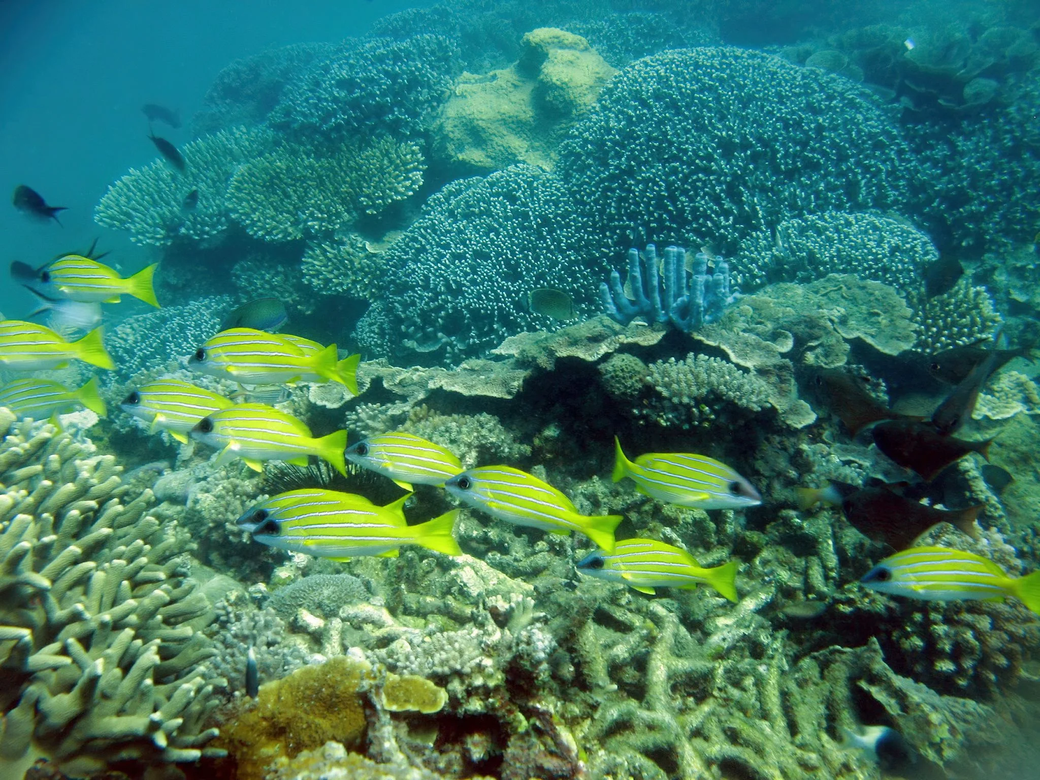 Mnazi Bay - Ruvuma Estuary Marine Park – photo 15