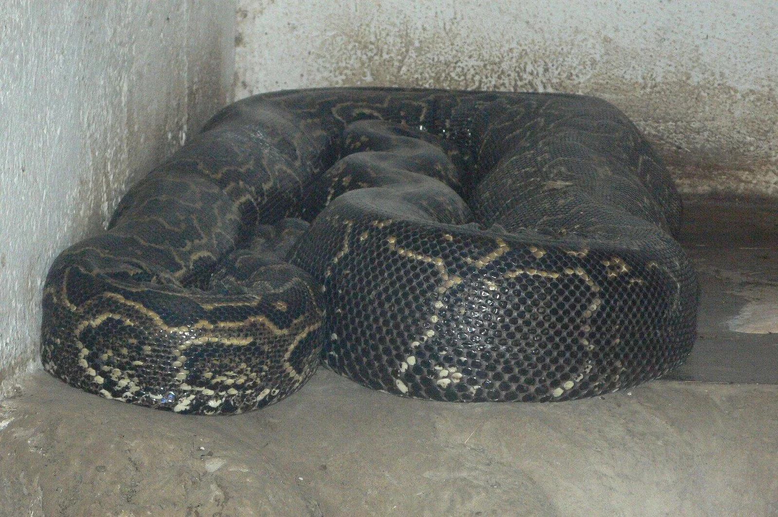 Arusha Snake Park – photo 33