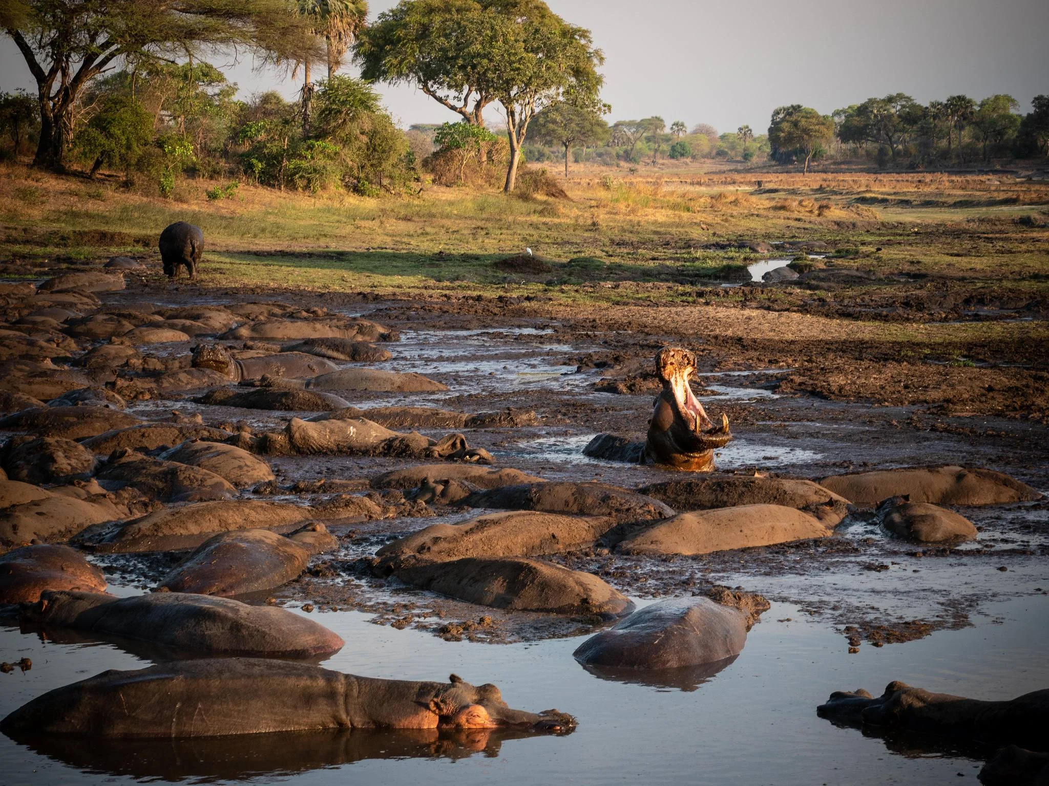 Katavi National Park – photo 19