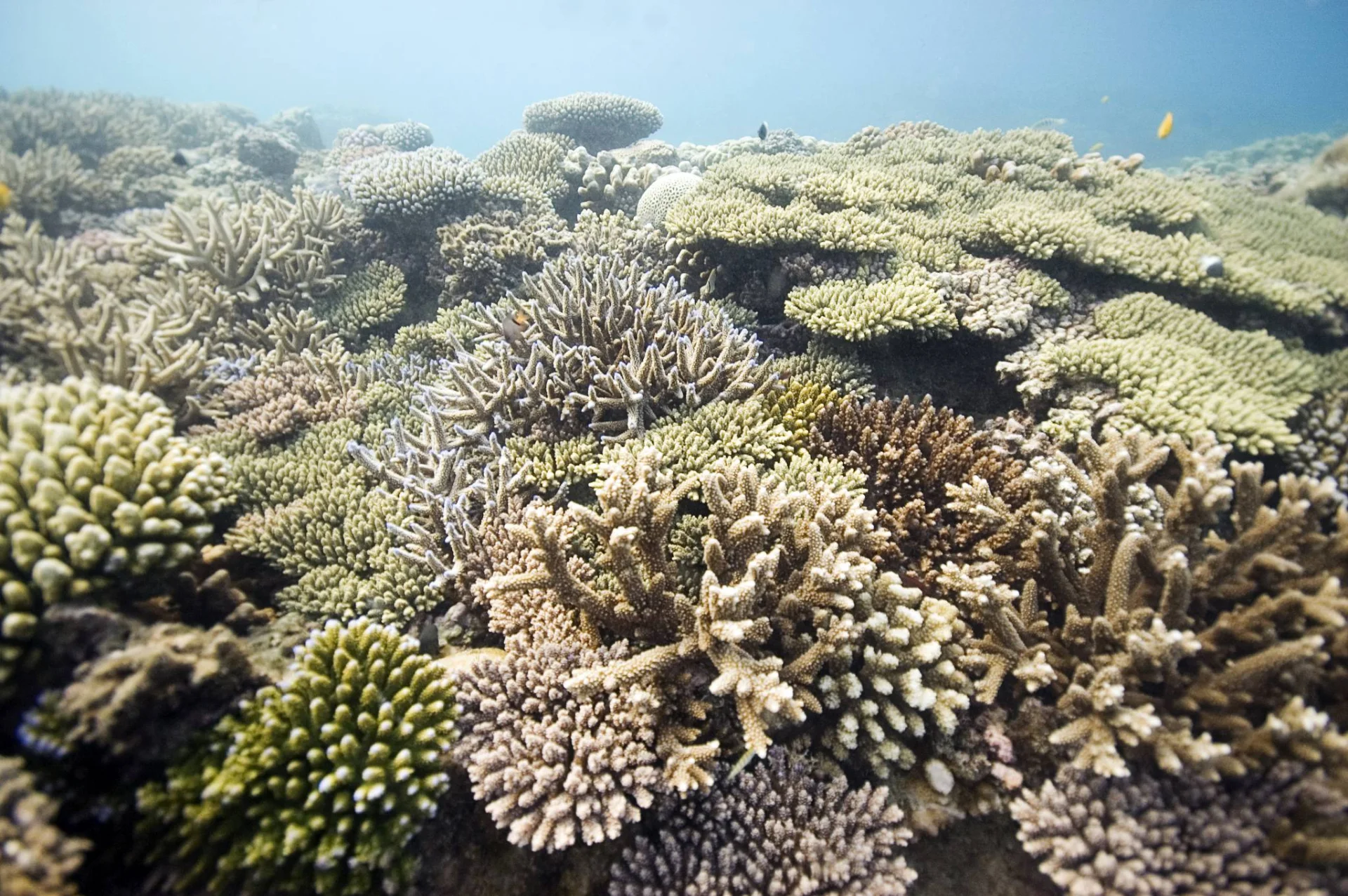 Chumbe Island Marine Sanctuary – photo 4