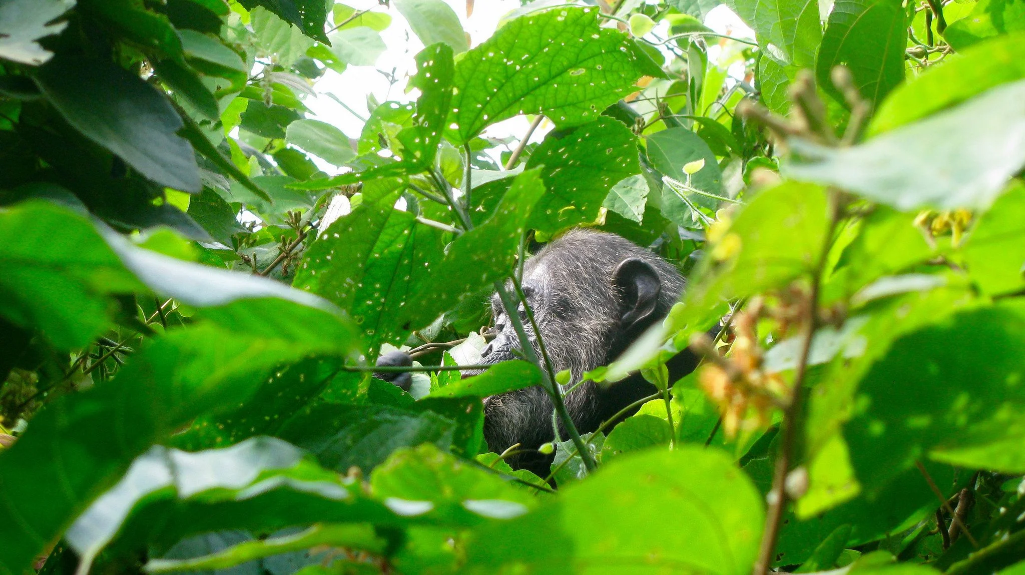Mahale Mountains National Park – photo 14