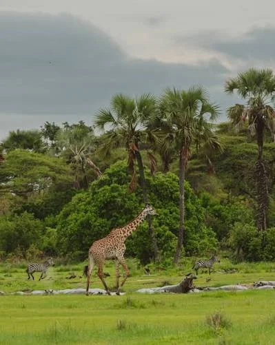 Katavi National Park – photo 4