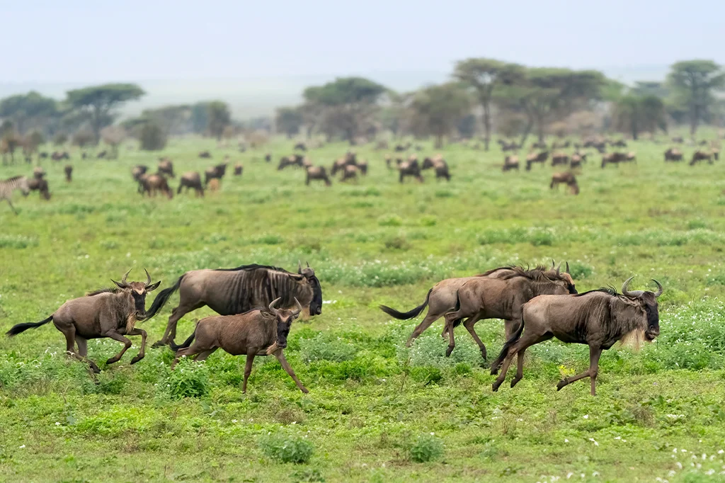 Ndutu Plains – photo 12