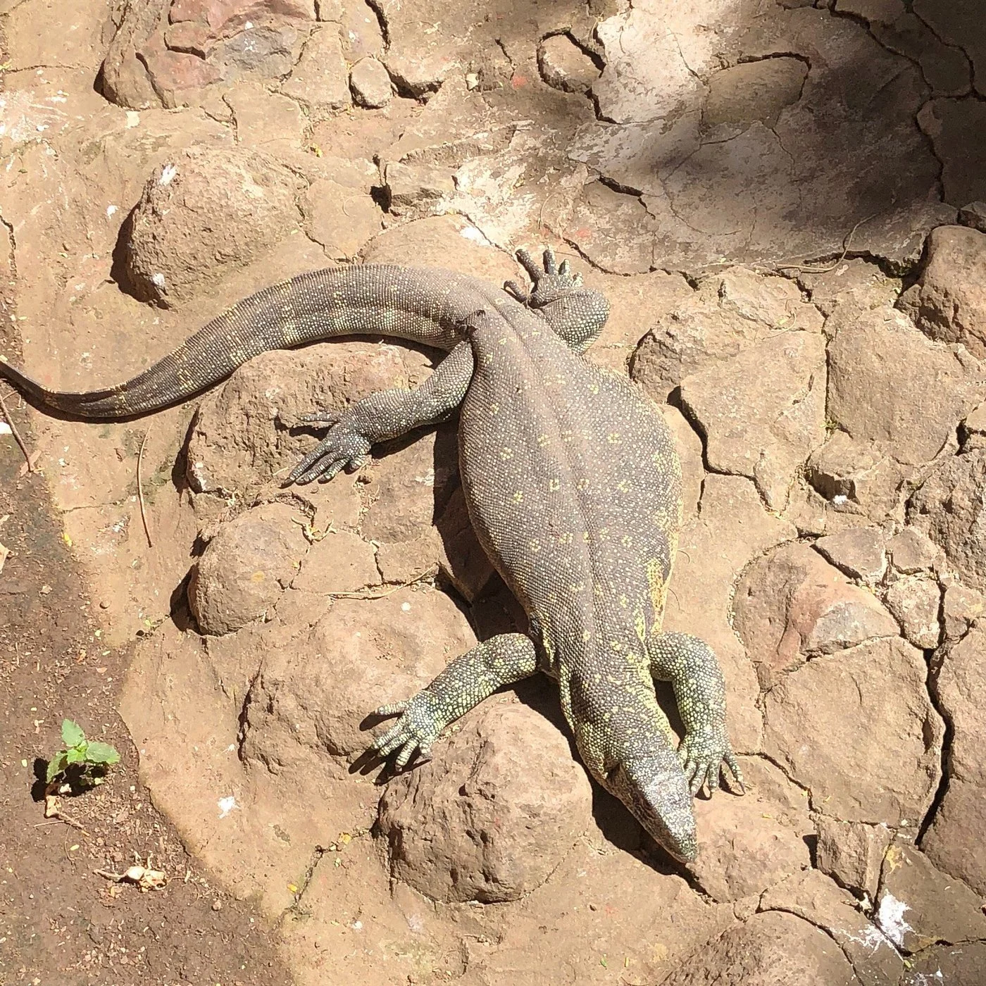 Arusha Snake Park – photo 40