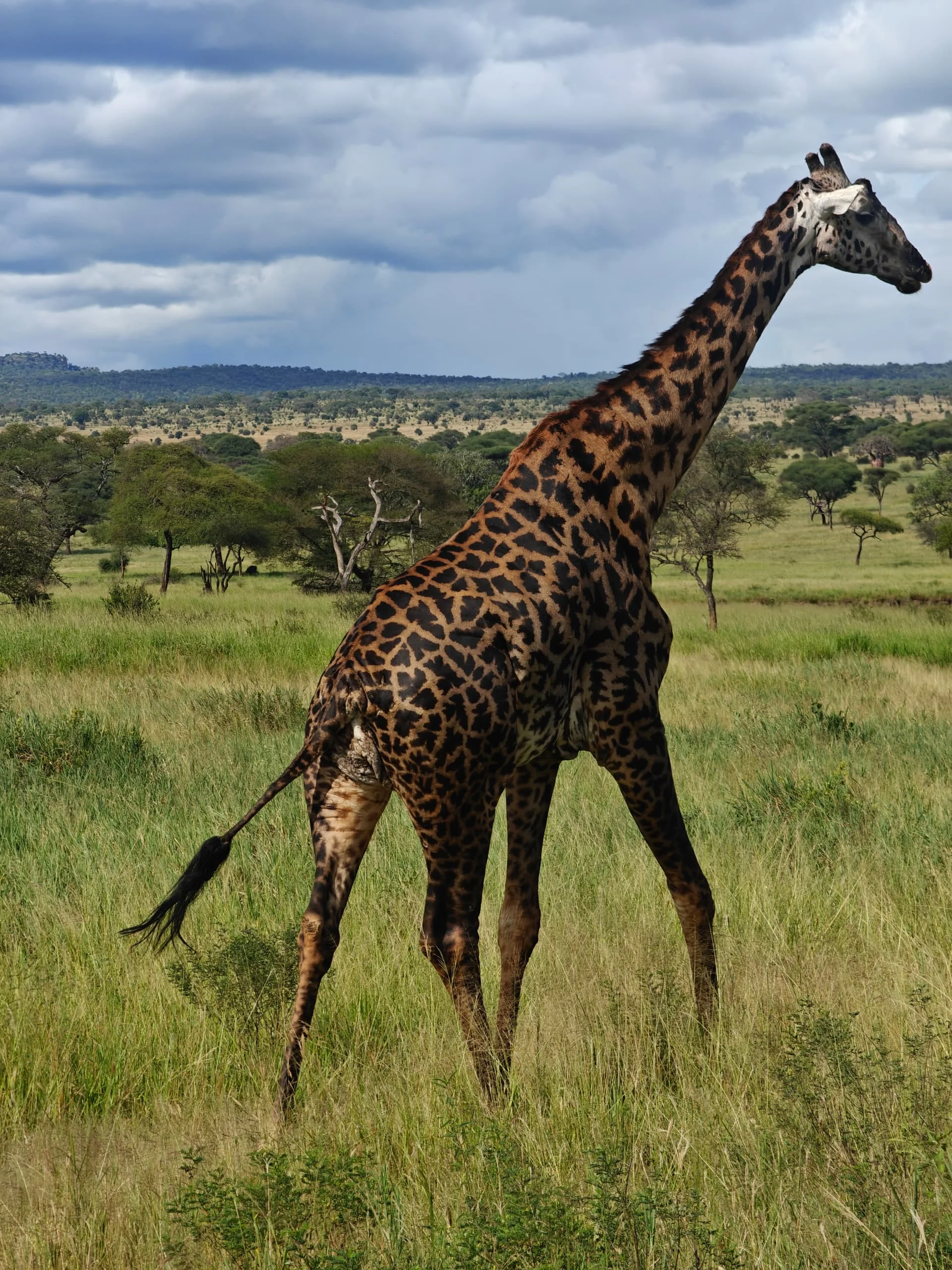 North Serengeti