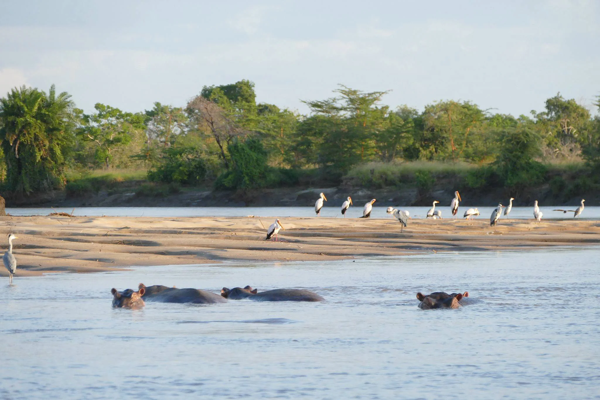 Saadani National Park – photo 23