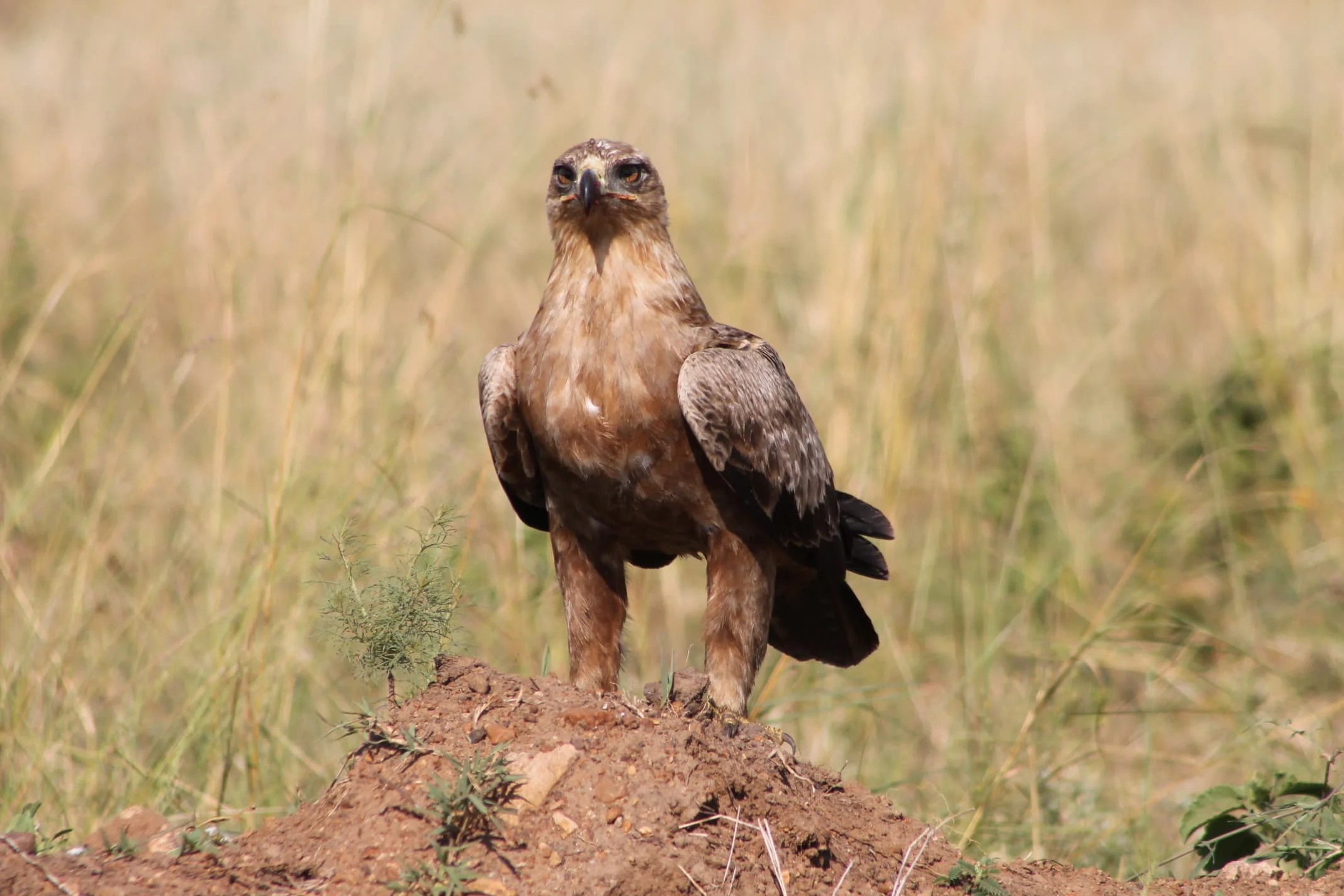 Serengeti National Park