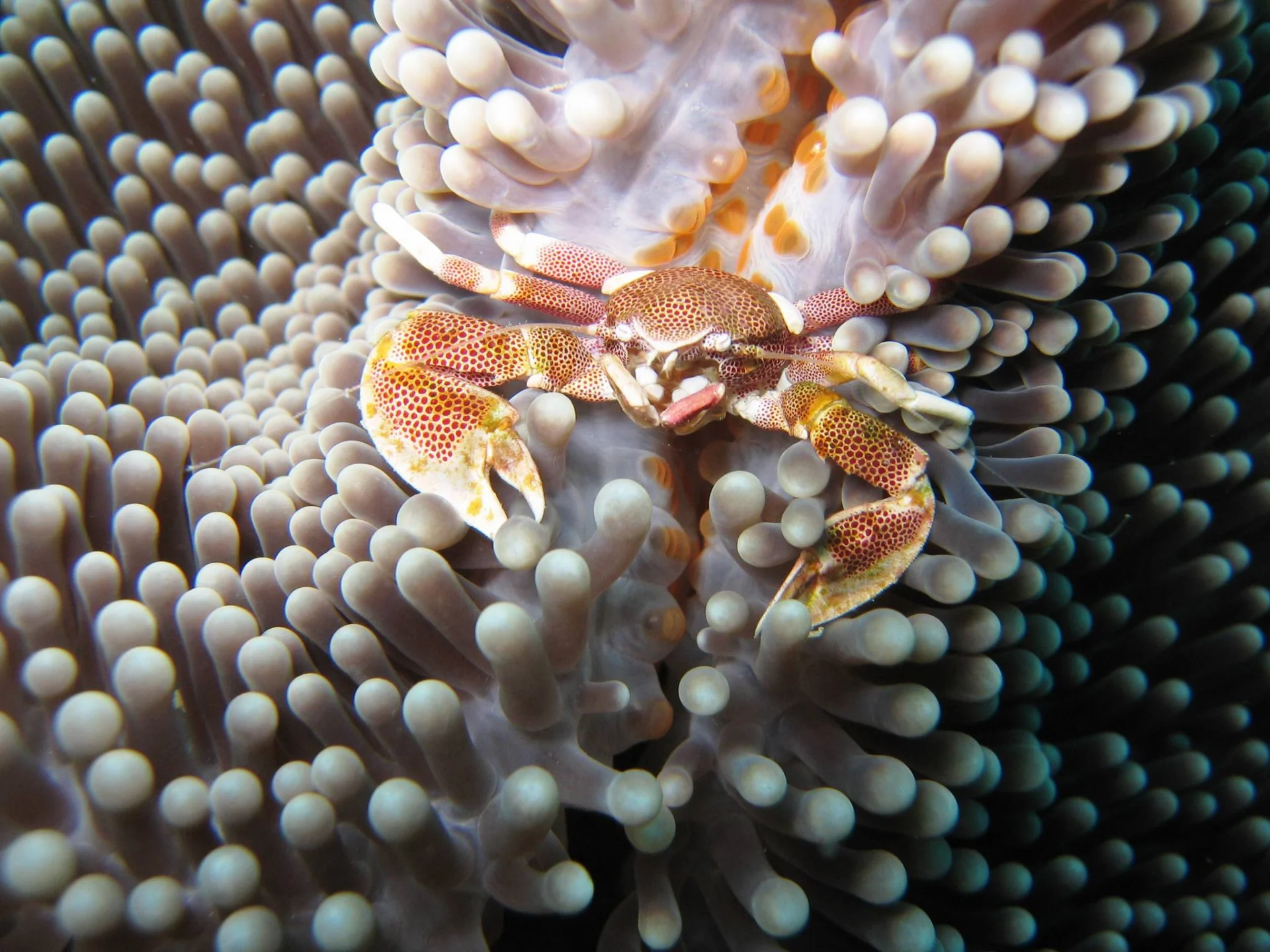 Chumbe Island Marine Sanctuary – photo 3