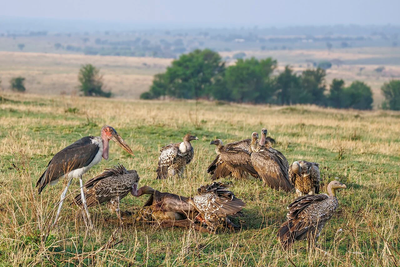 South Serengeti
