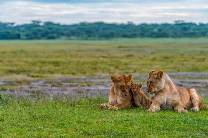 Ndutu Plains – photo 4