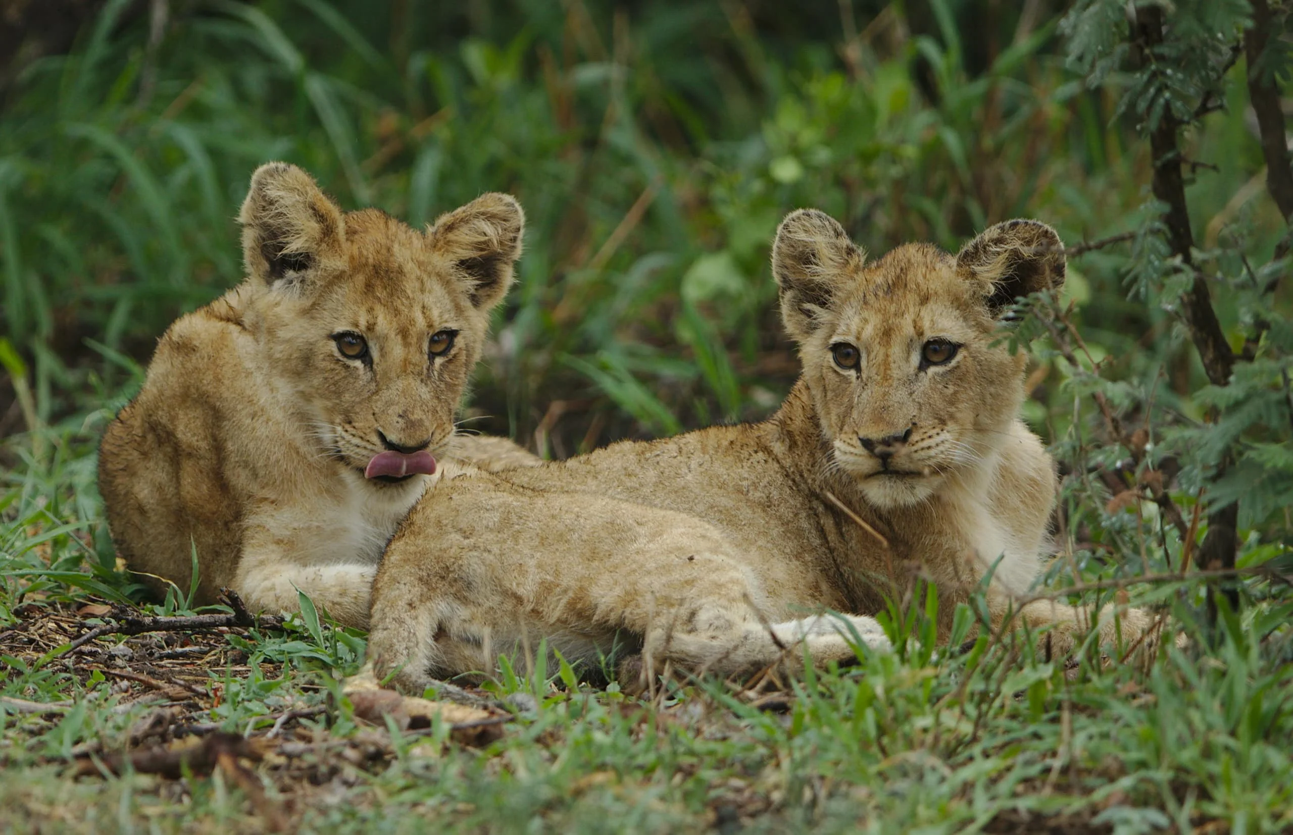 North Serengeti