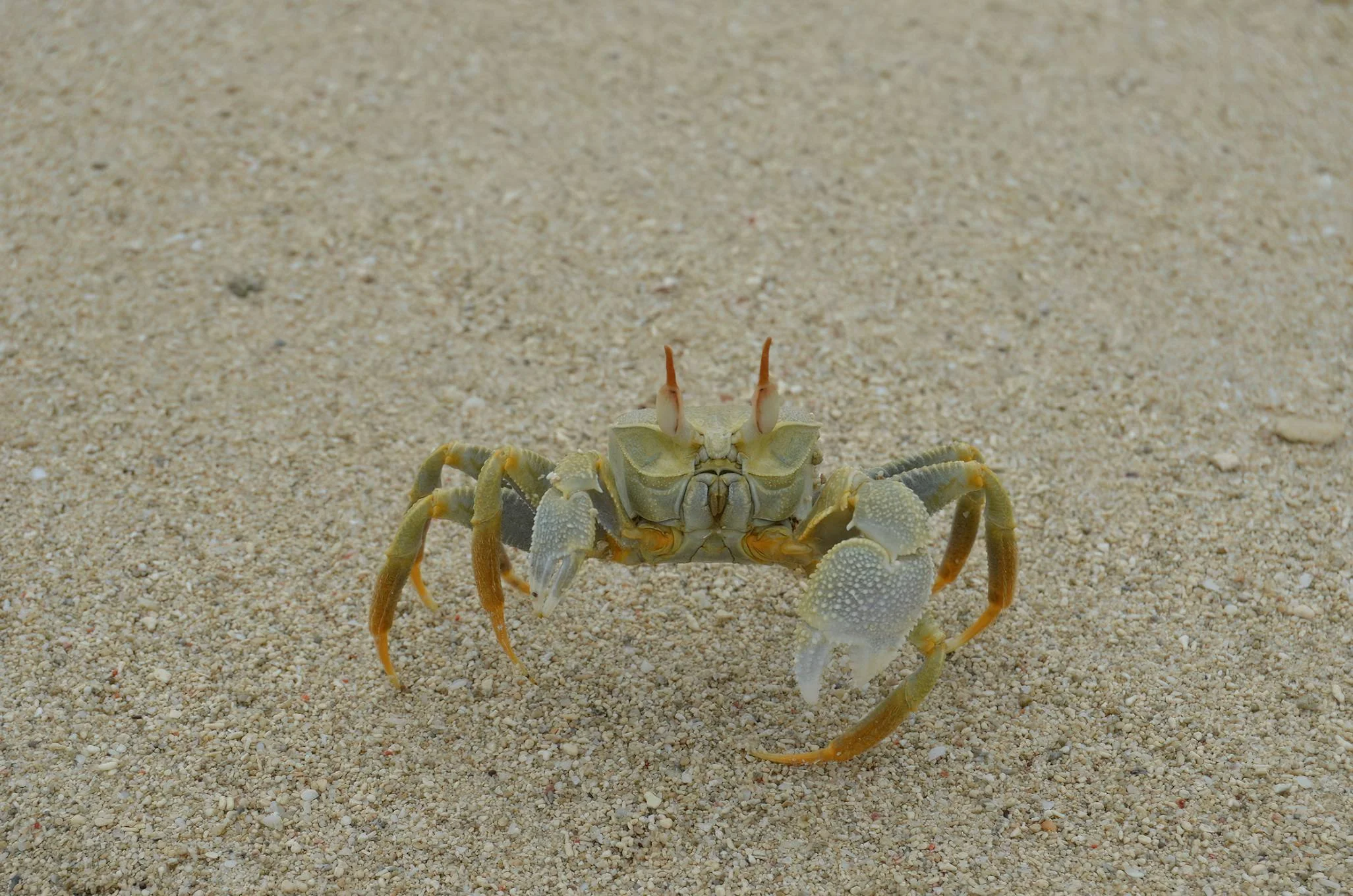 Tanga Marine Park & Reserves – photo 11