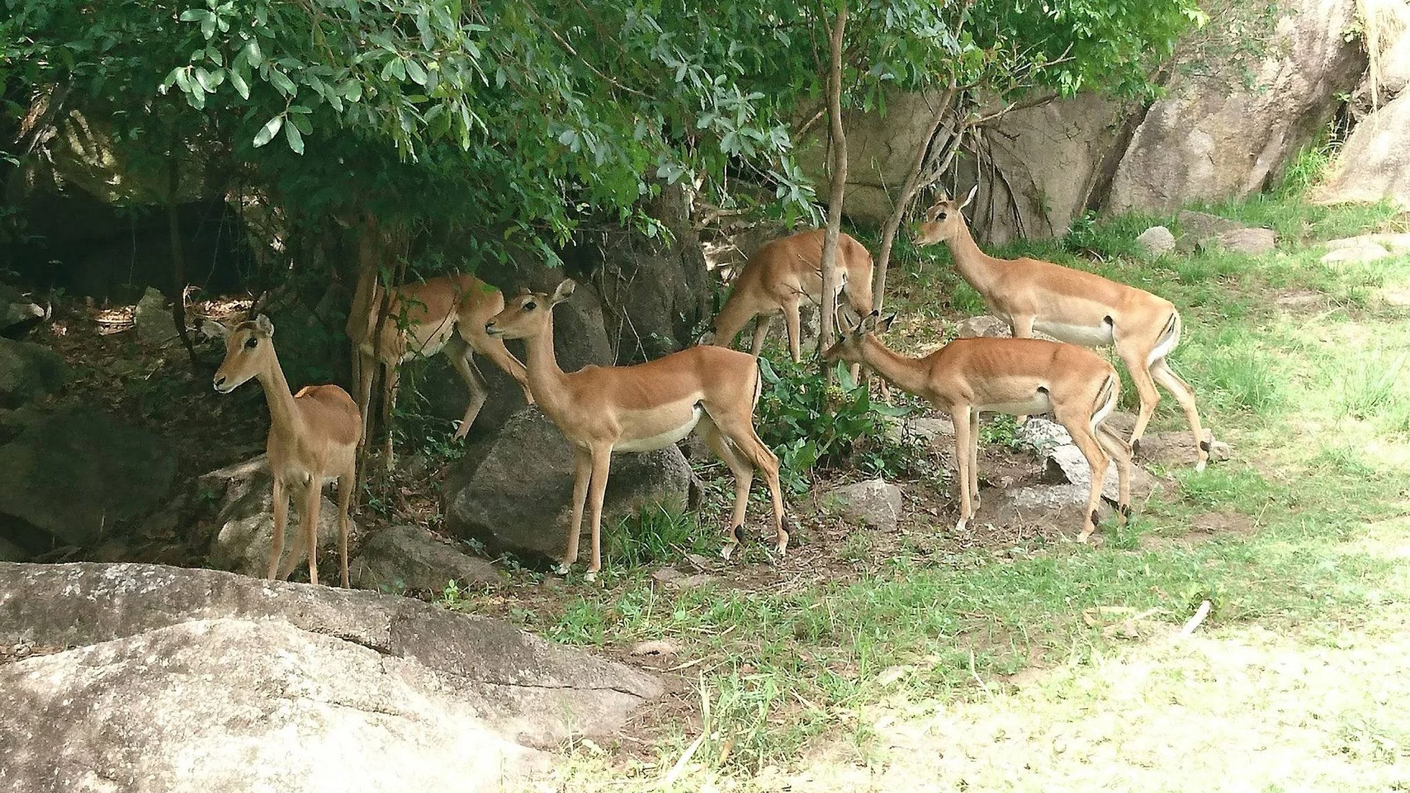 Saanane Island National Park – photo 25