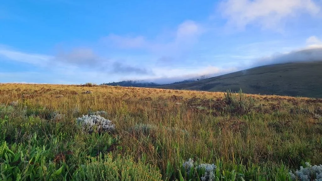 Kitulo National Park – photo 6