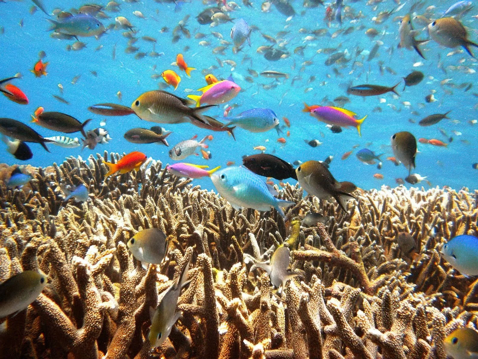 Mnazi Bay - Ruvuma Estuary Marine Park – photo 13