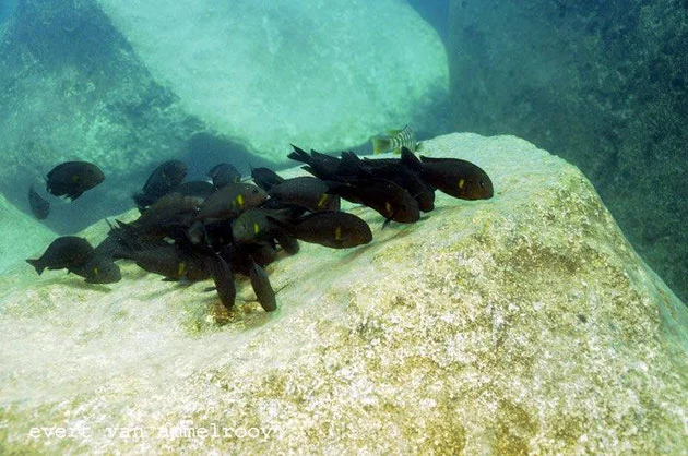 Lake Tanganyika – photo 5