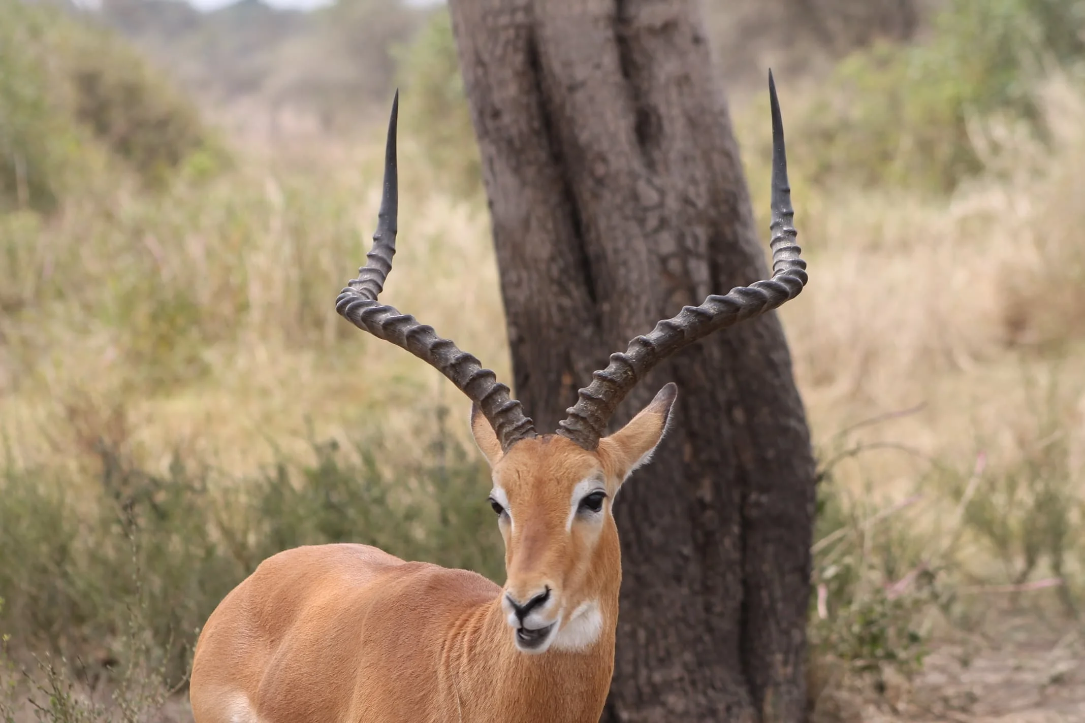 Serengeti National Park
