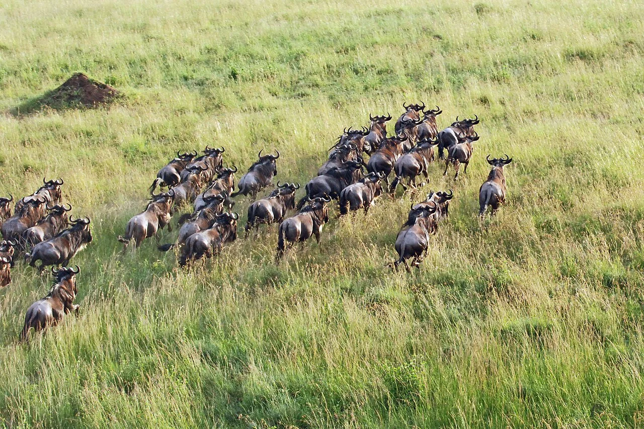 North Serengeti