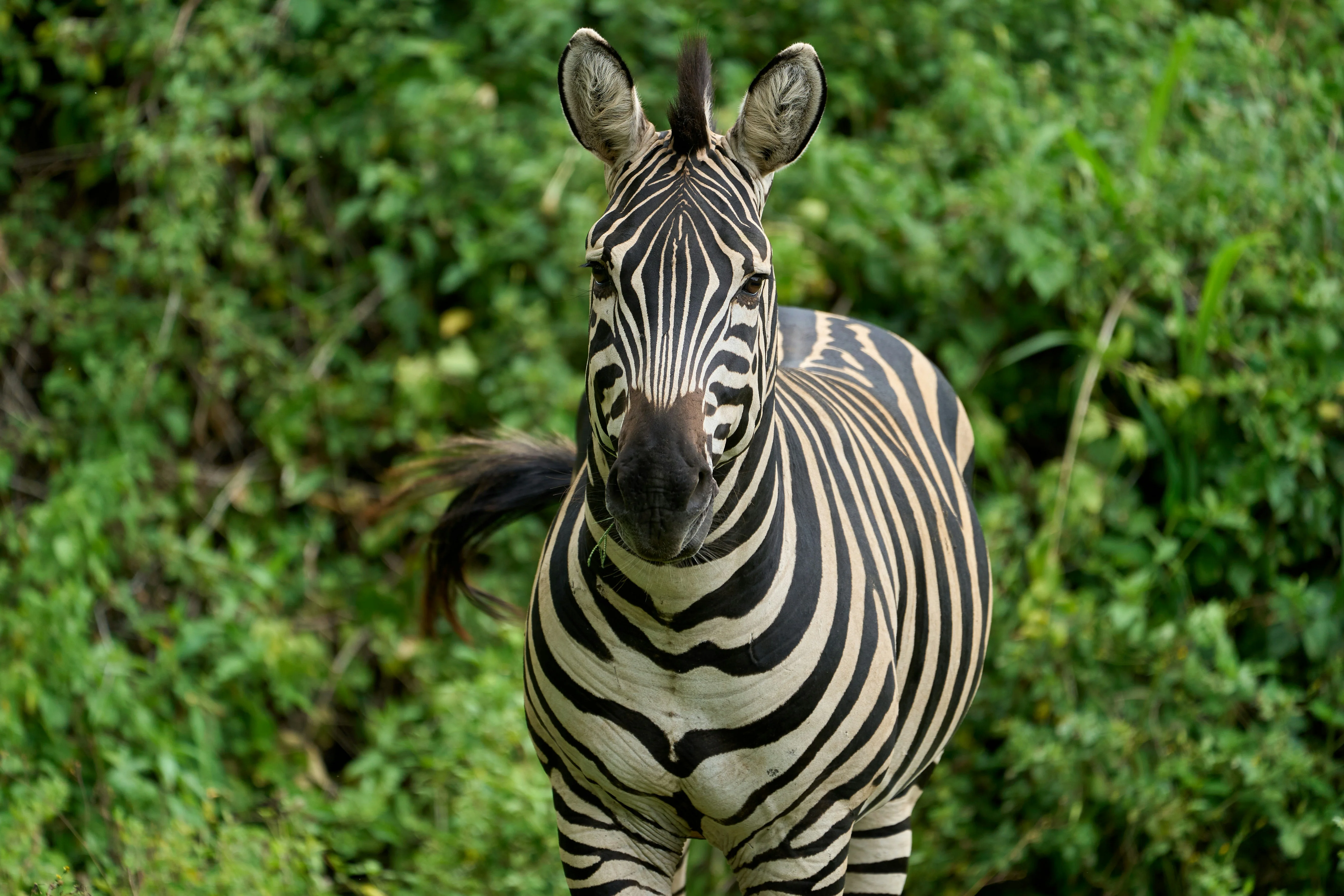 Lake Manyara National Park