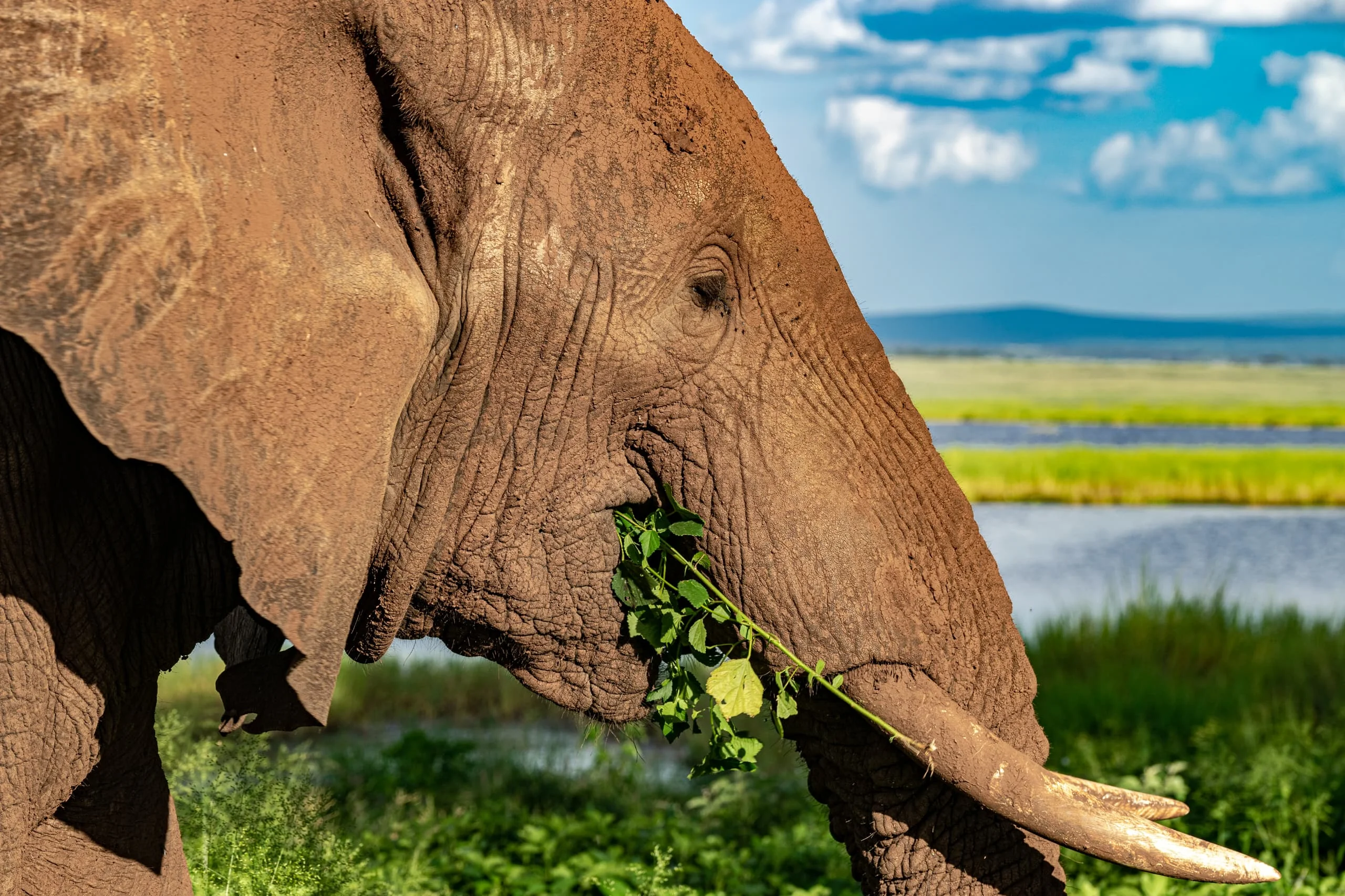 Close-up of an African elephant eating green leafy branches against a scenic landscape.