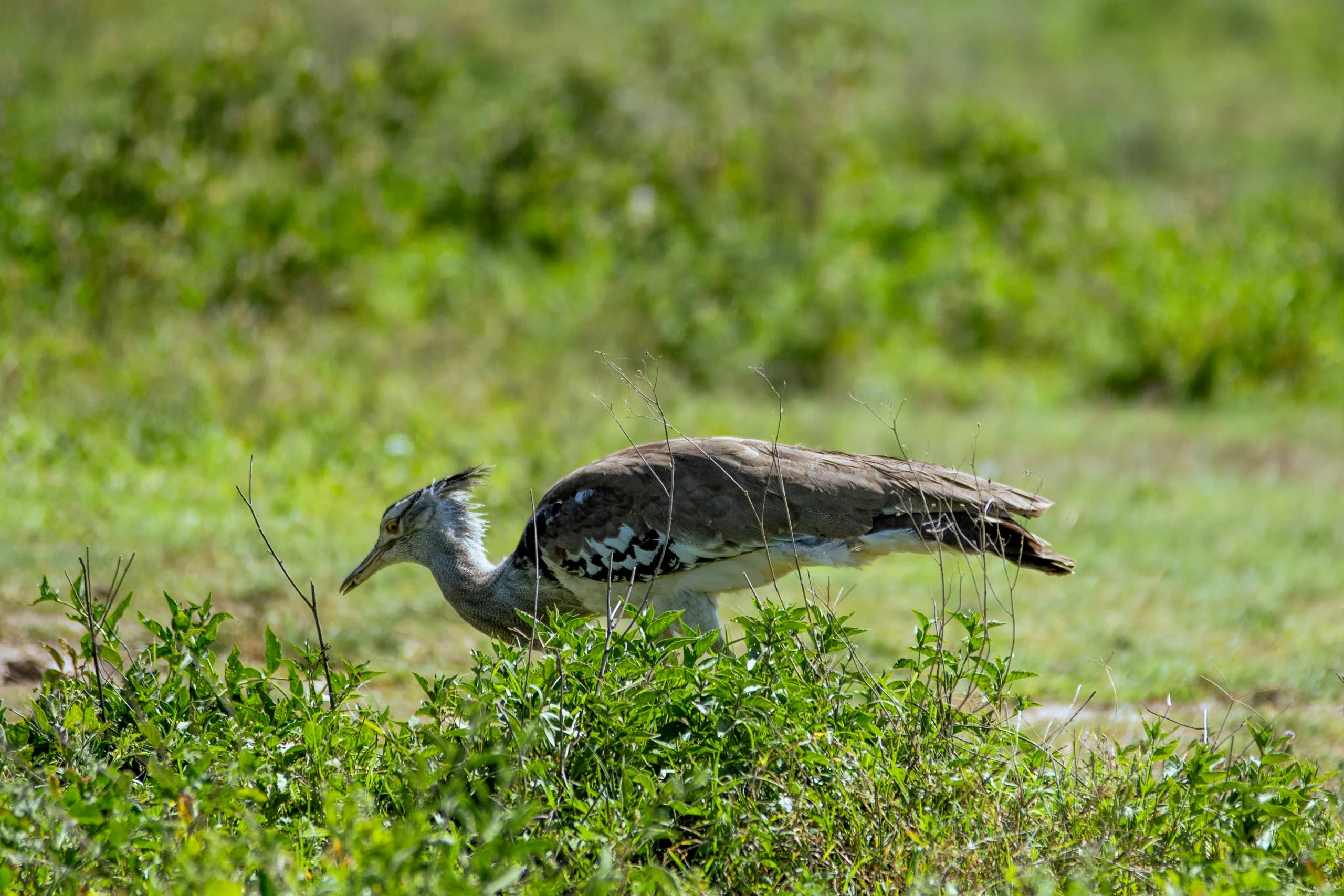 4-Day Private Camping Safari in Serengeti & Ngorongoro