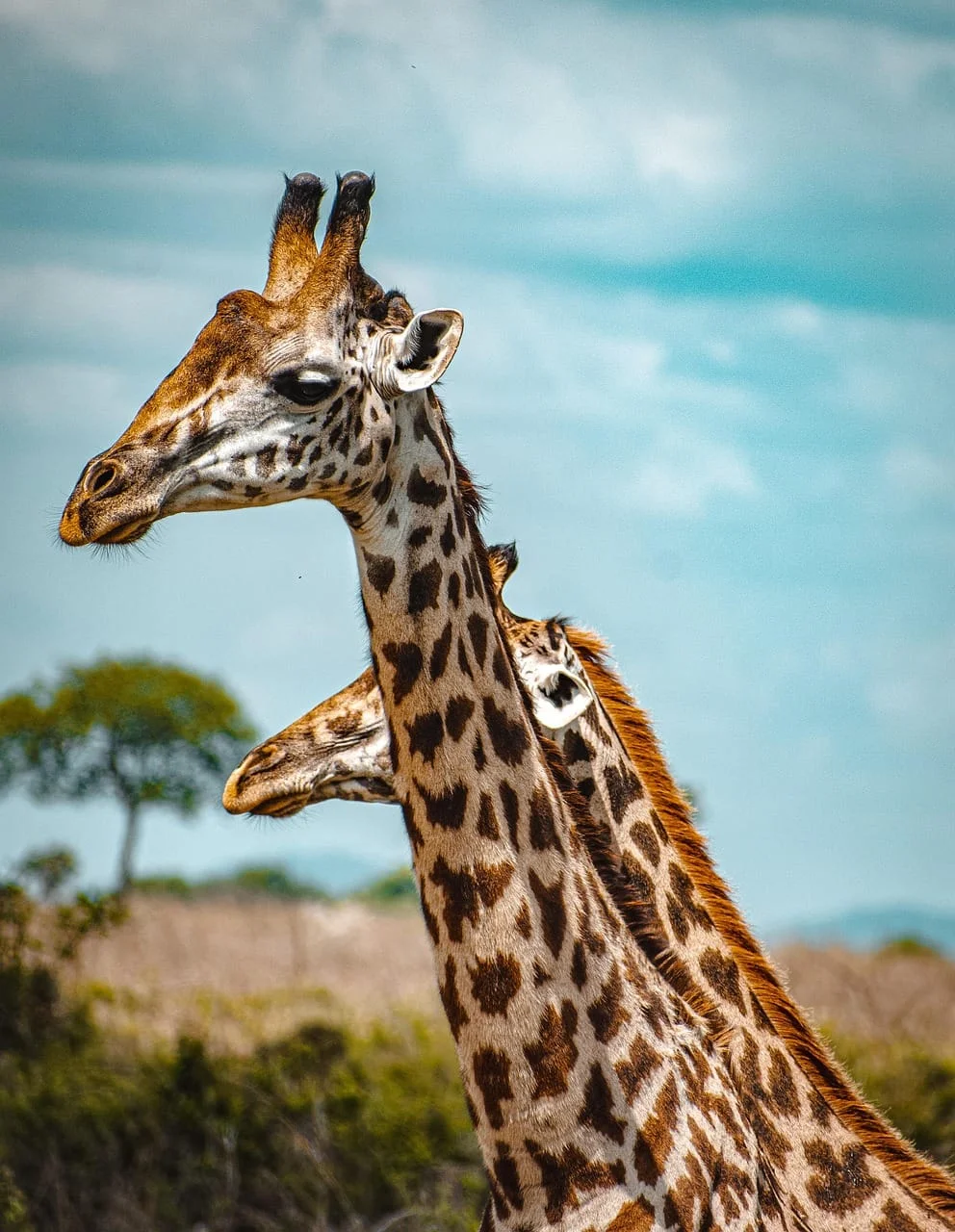 6-Day Private Tanzania Camping Safari: Tarangire, Serengeti & Ngorongoro