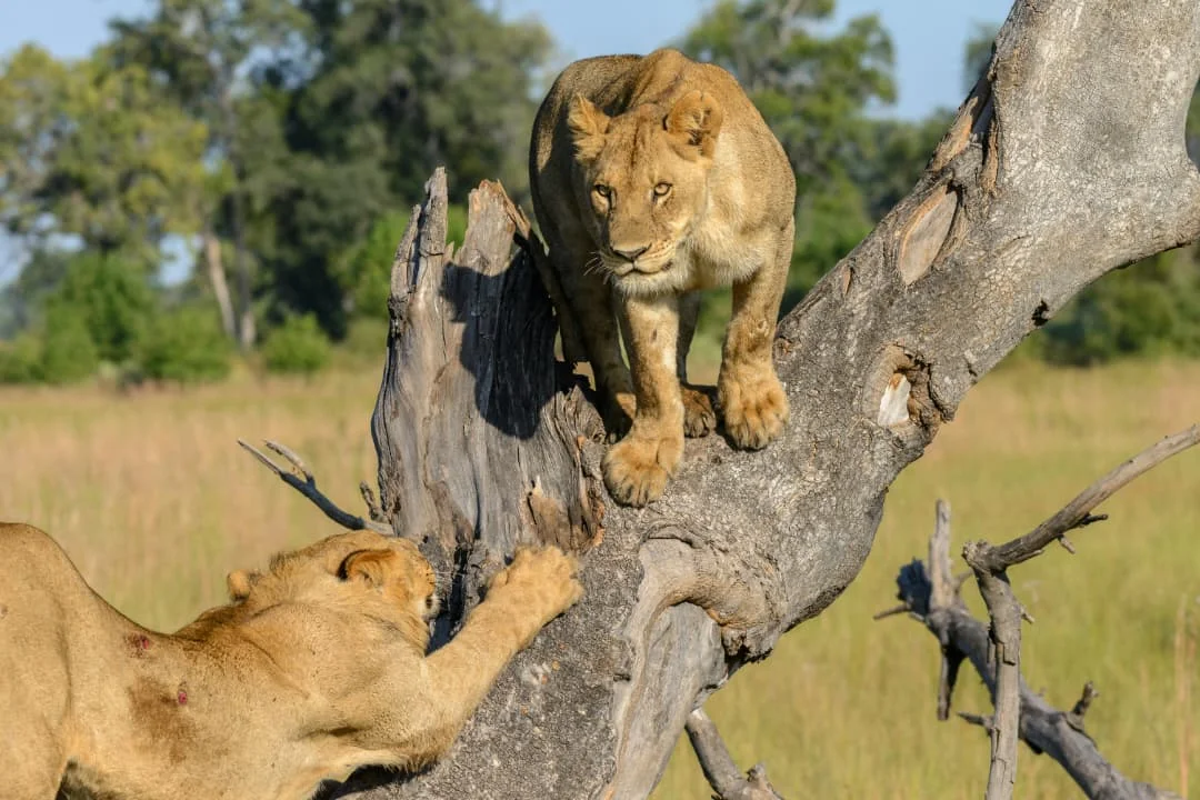 5-Day Private Ndutu Calving Season Safari – photo 3